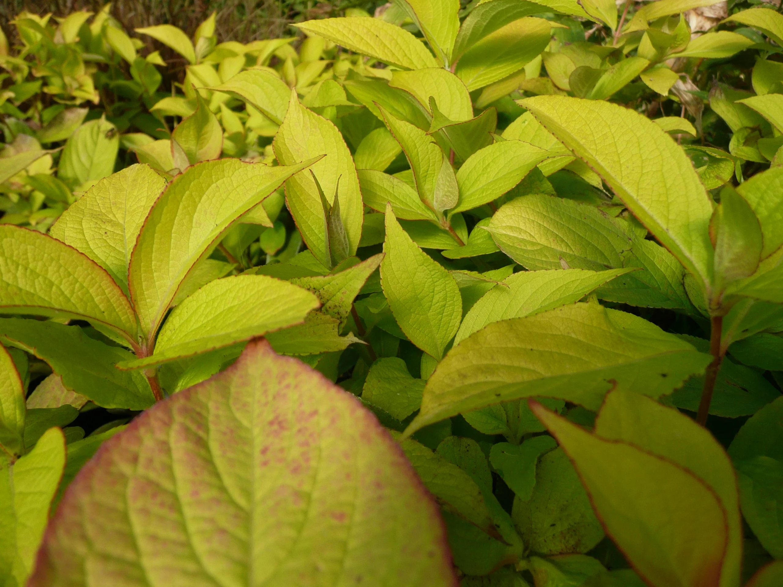 Cultivate Your Extraordinary Garden