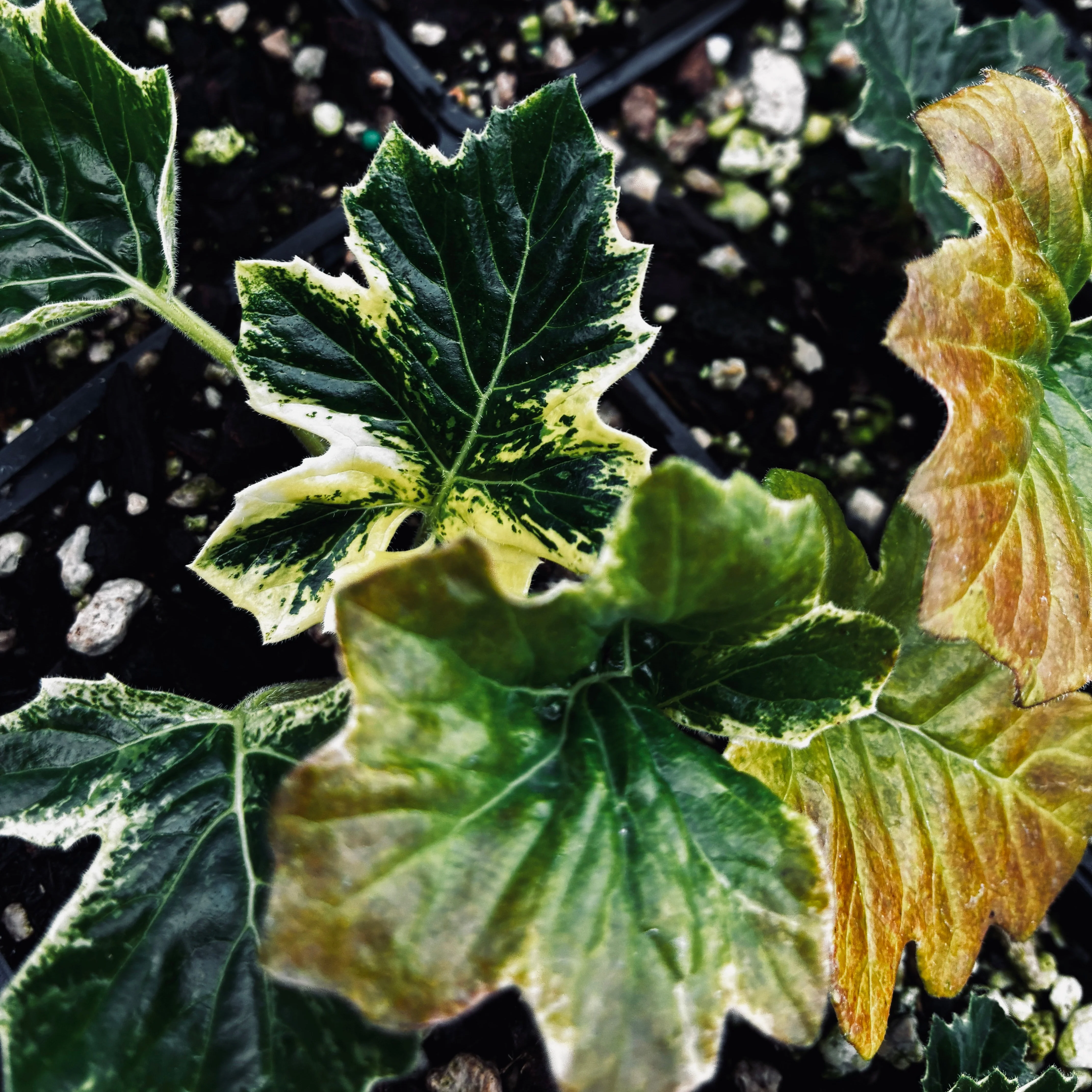 Acanthus 'Whitewater' PP23342 - Image 2
