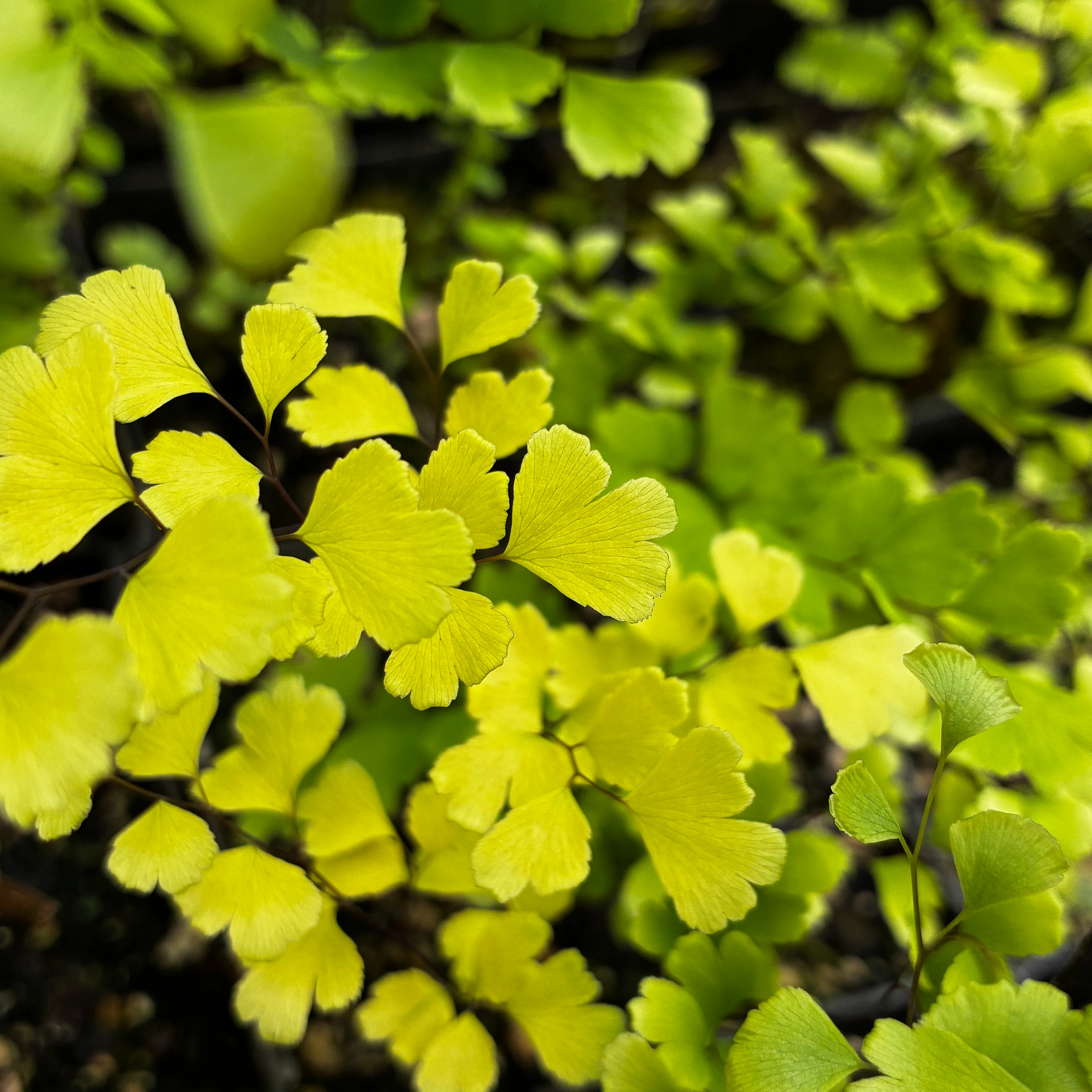Adiantum 'Golden Michael'