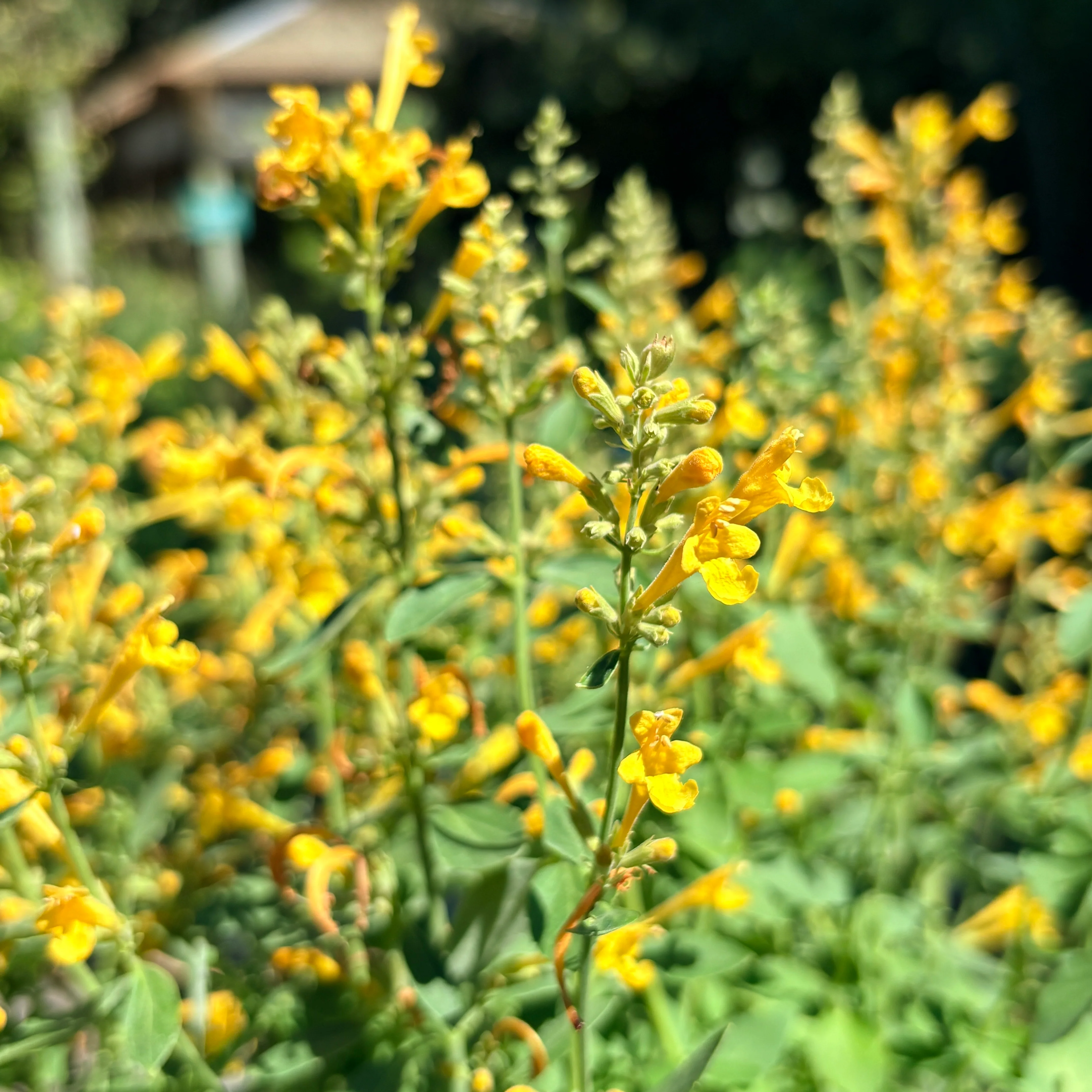 *RETAIL - Agastache 'Arizona™ Sun’