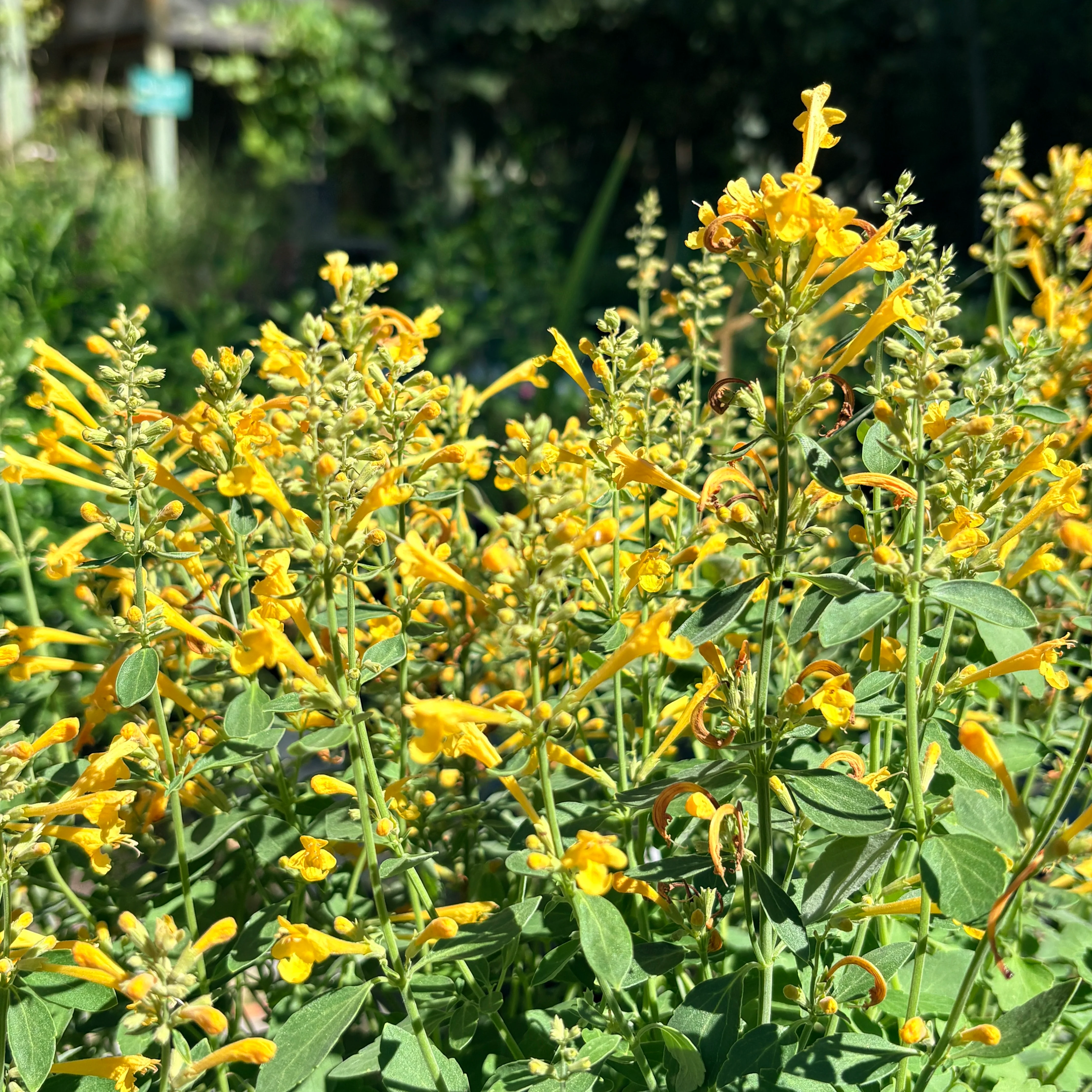 *RETAIL - Agastache 'Arizona™ Sun’ - Image 2