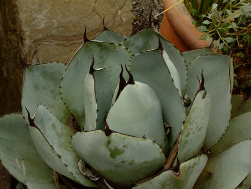 Agave parryi var. truncata - Image 2