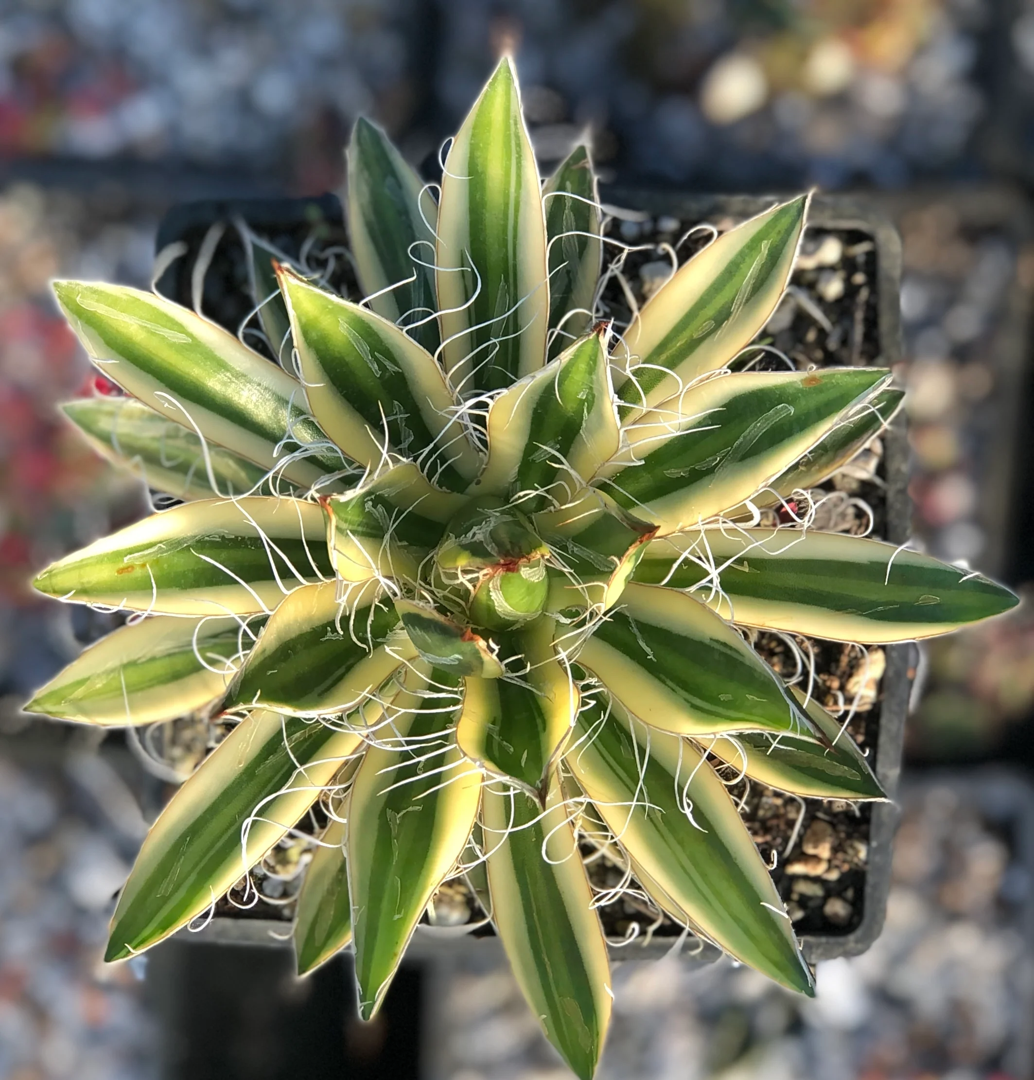 Agave schidigera 'Royal Flush' PPAF
