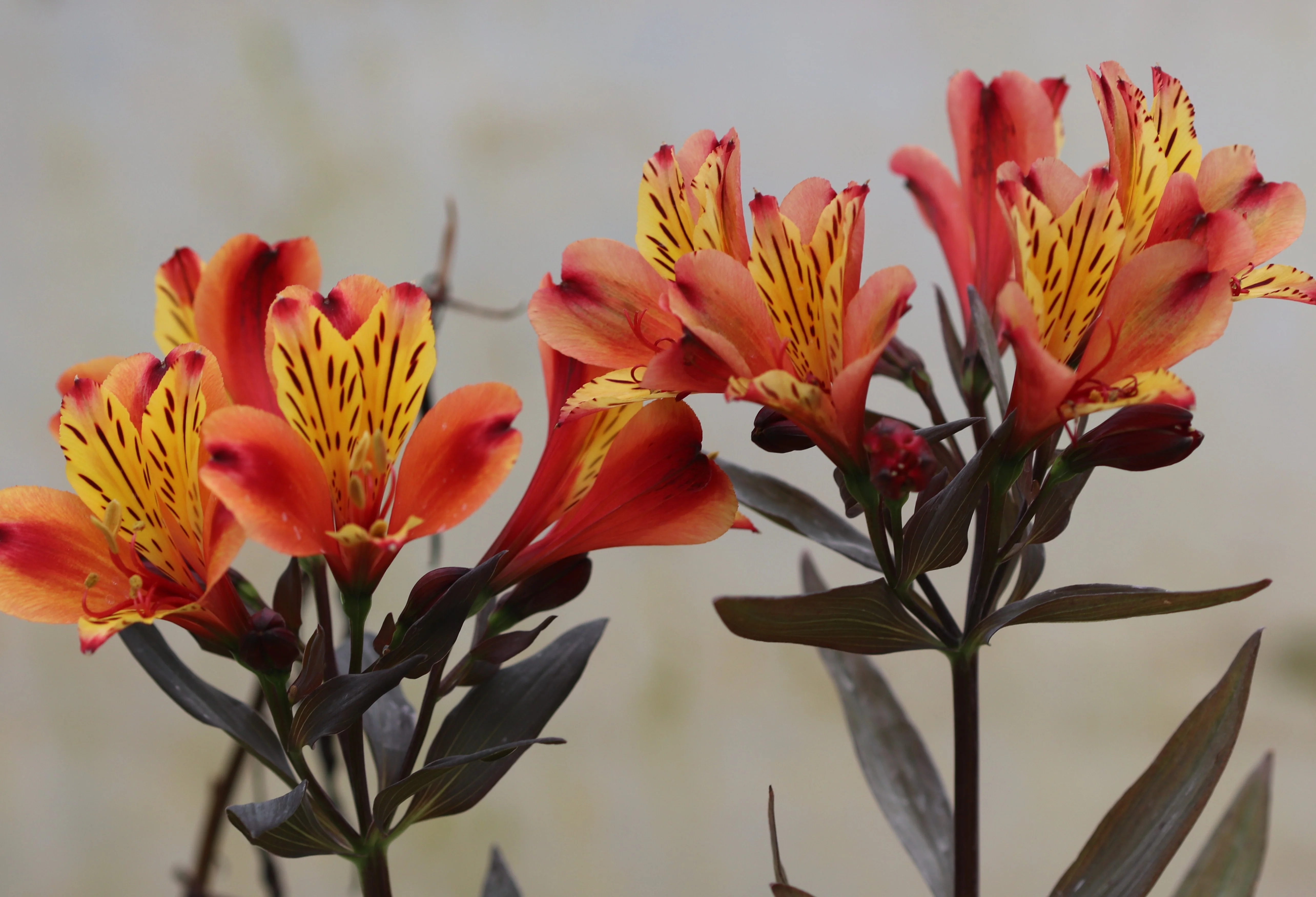 Alstroemeria 'Indian Summer'