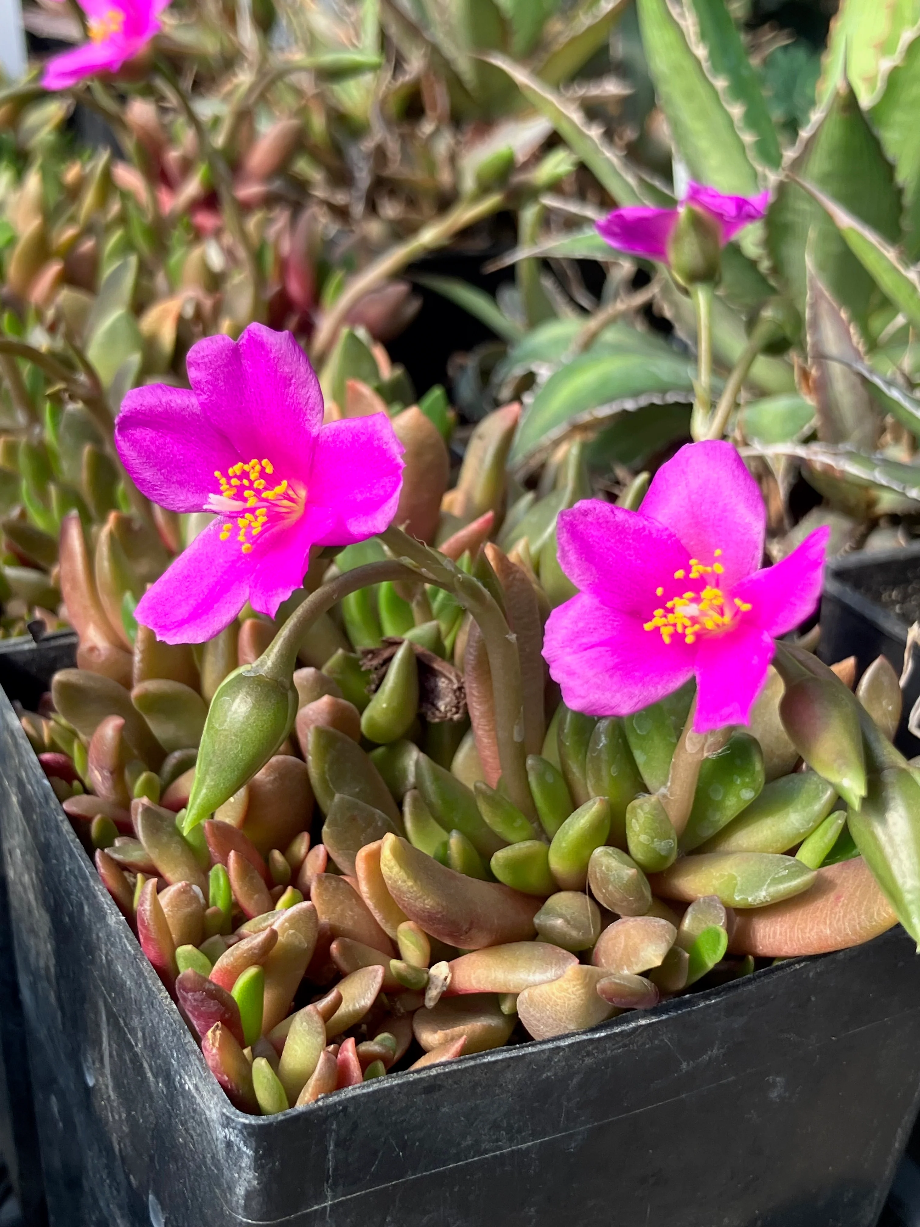 Anacampseros rufescens