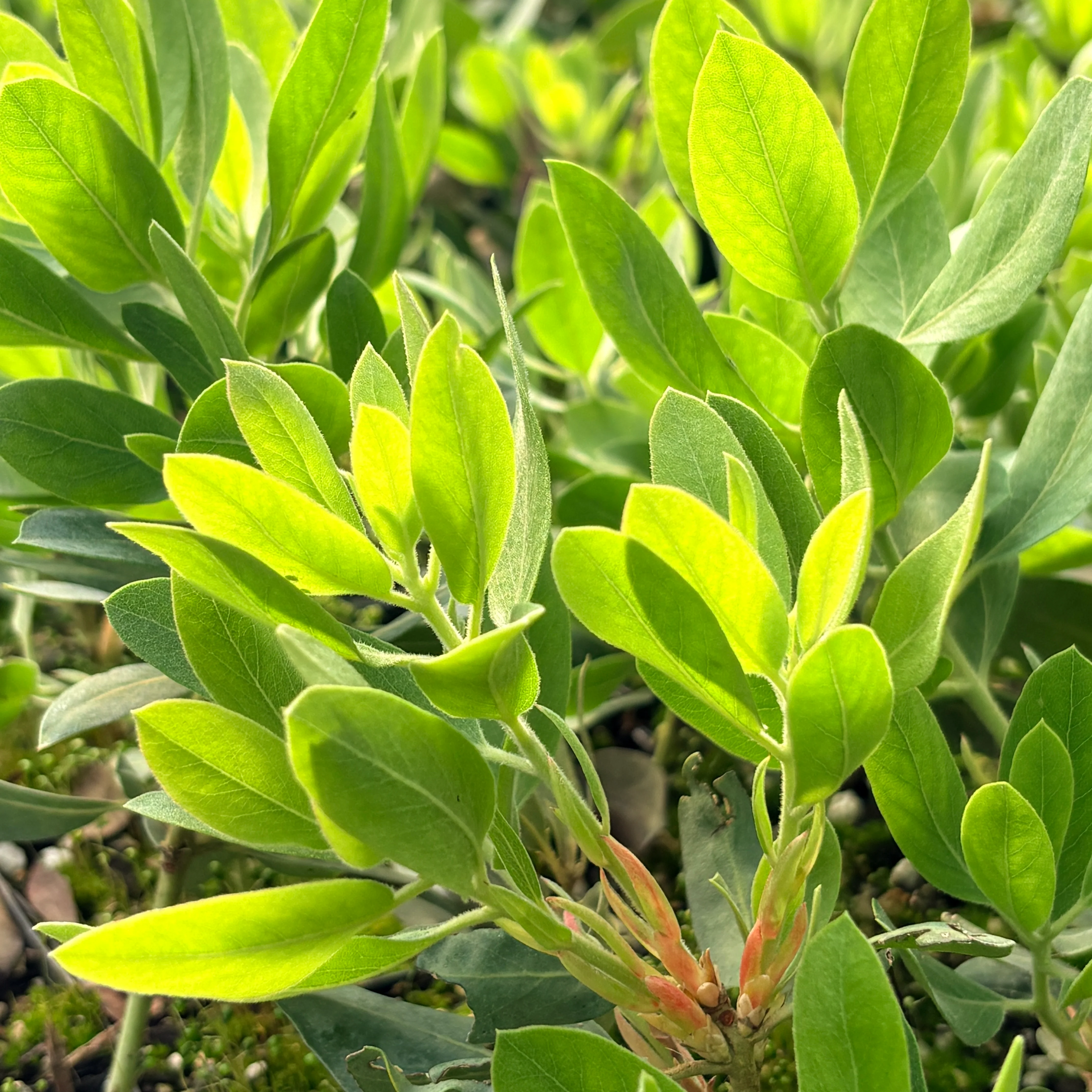 Arctostaphylos columbiana SBH 25.052 - Image 2