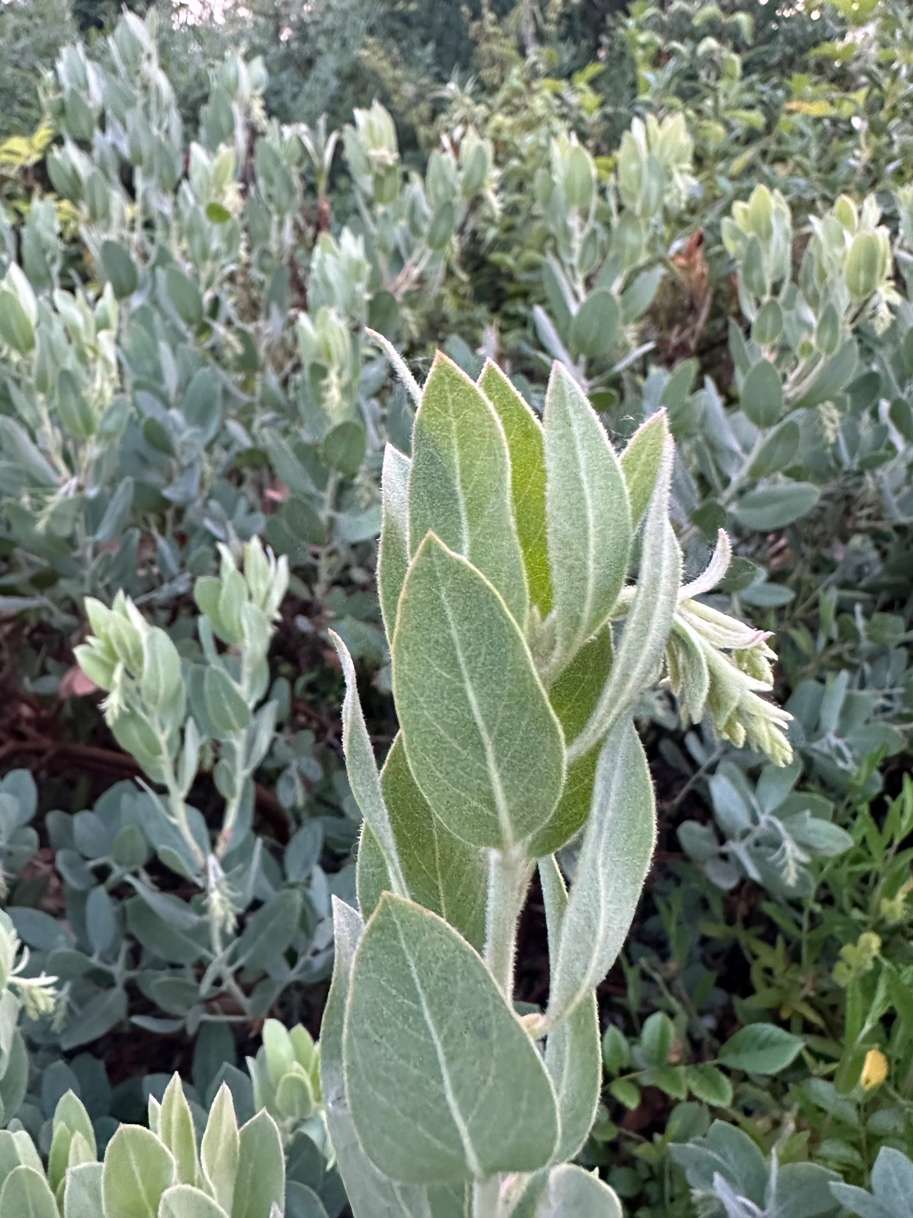 Arctostaphylos columbiana 'Spruce Blue' [larger form]