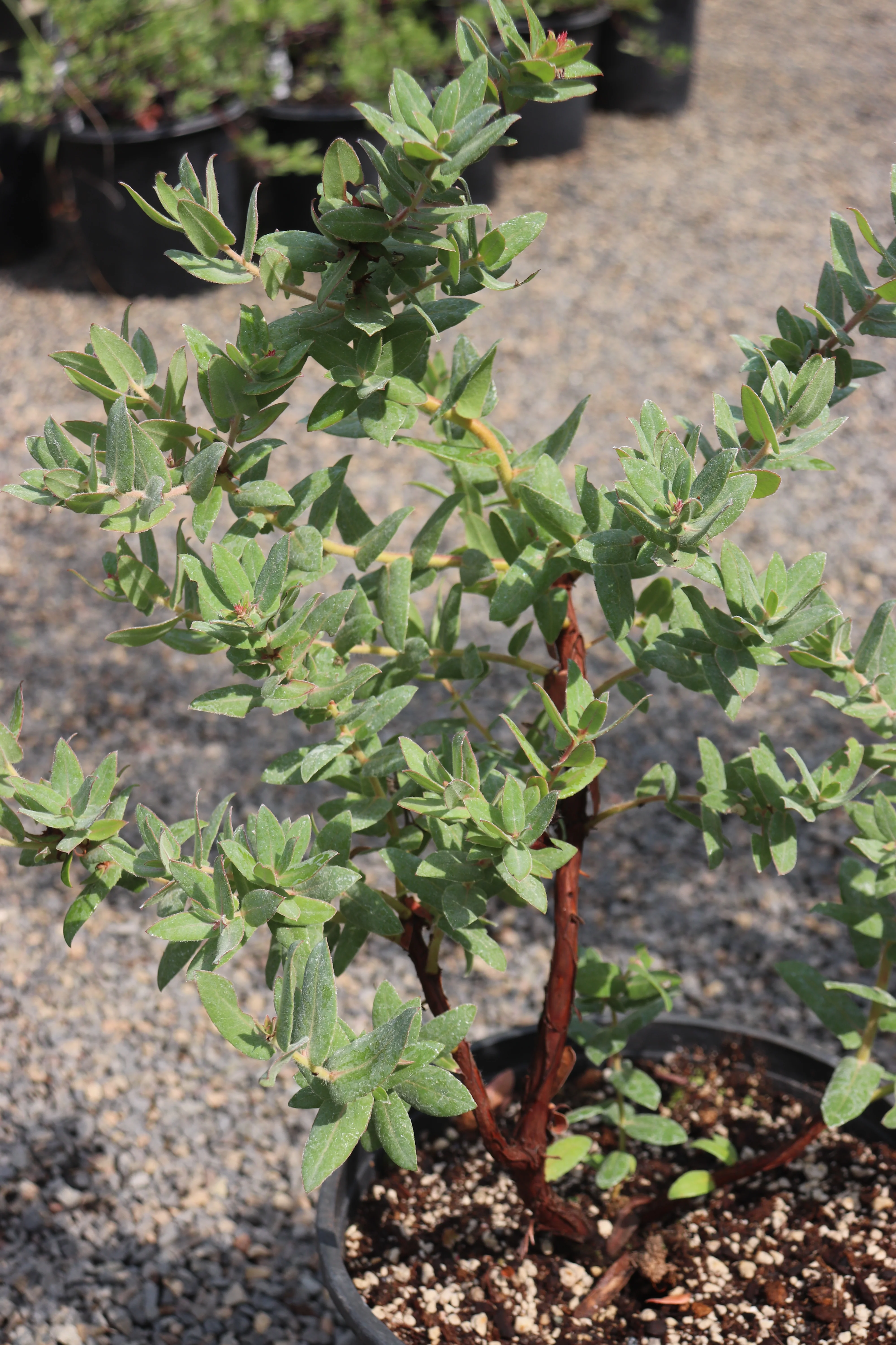 Shrubs