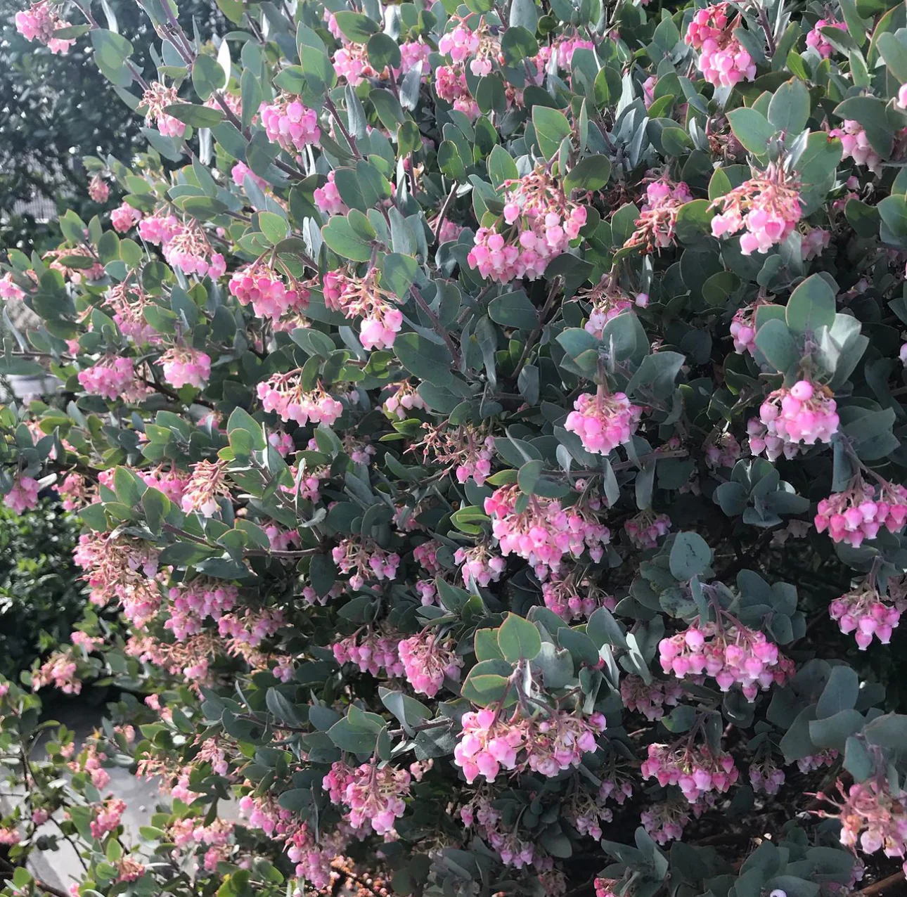 *RETAIL - Arctostaphylos pajaroensis 'Warren Roberts' - Image 3