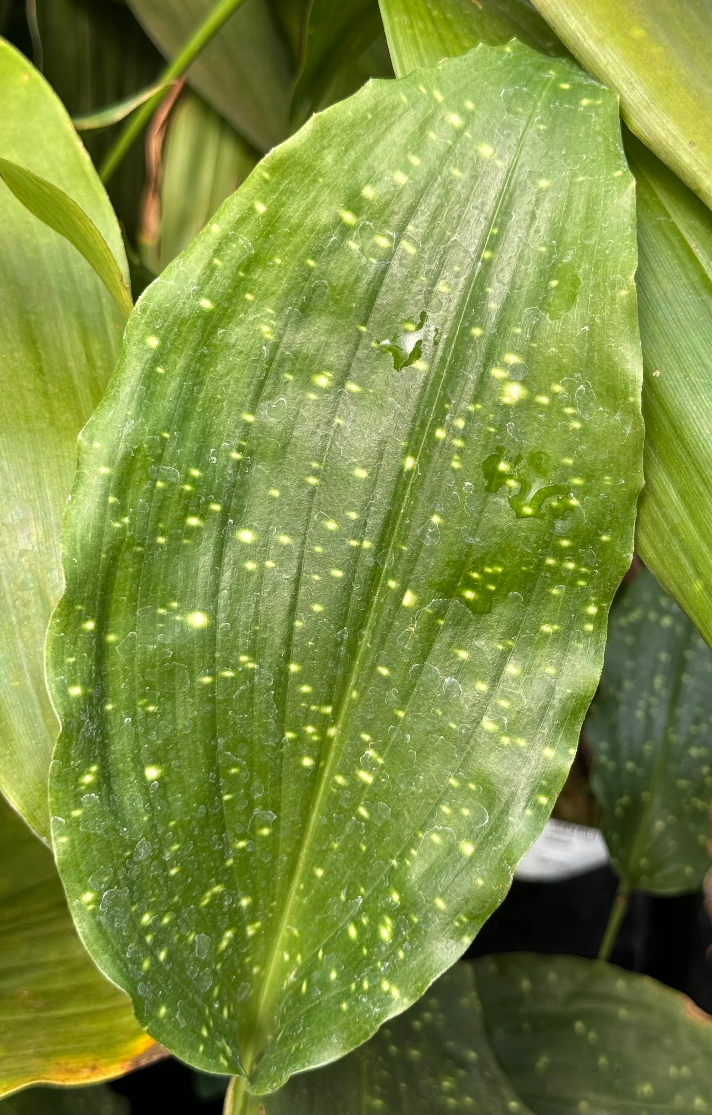 Aspidistra columnaris 'Giraffe' - Image 2
