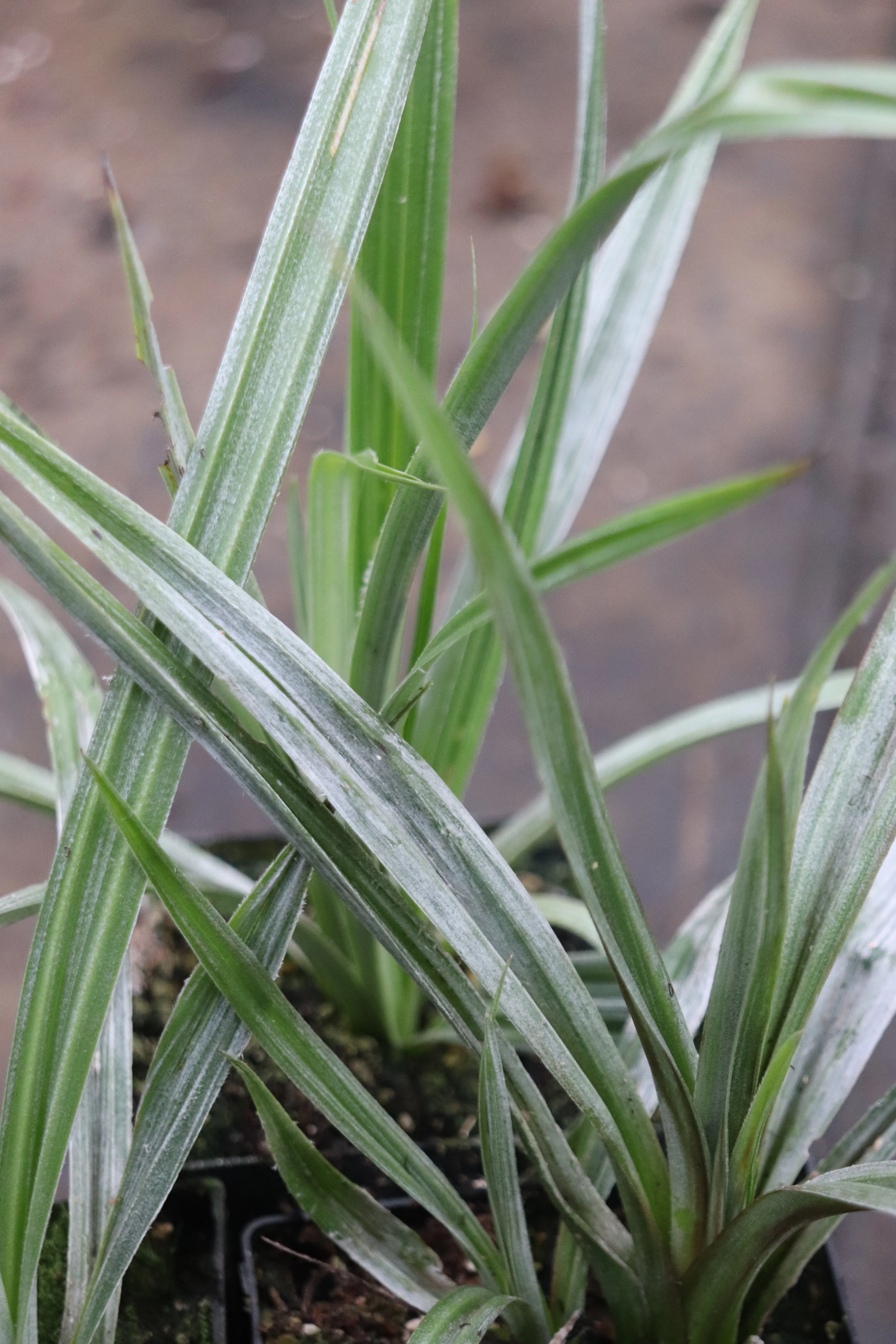 Astelia chathamica 'Silver Spear' - Image 2