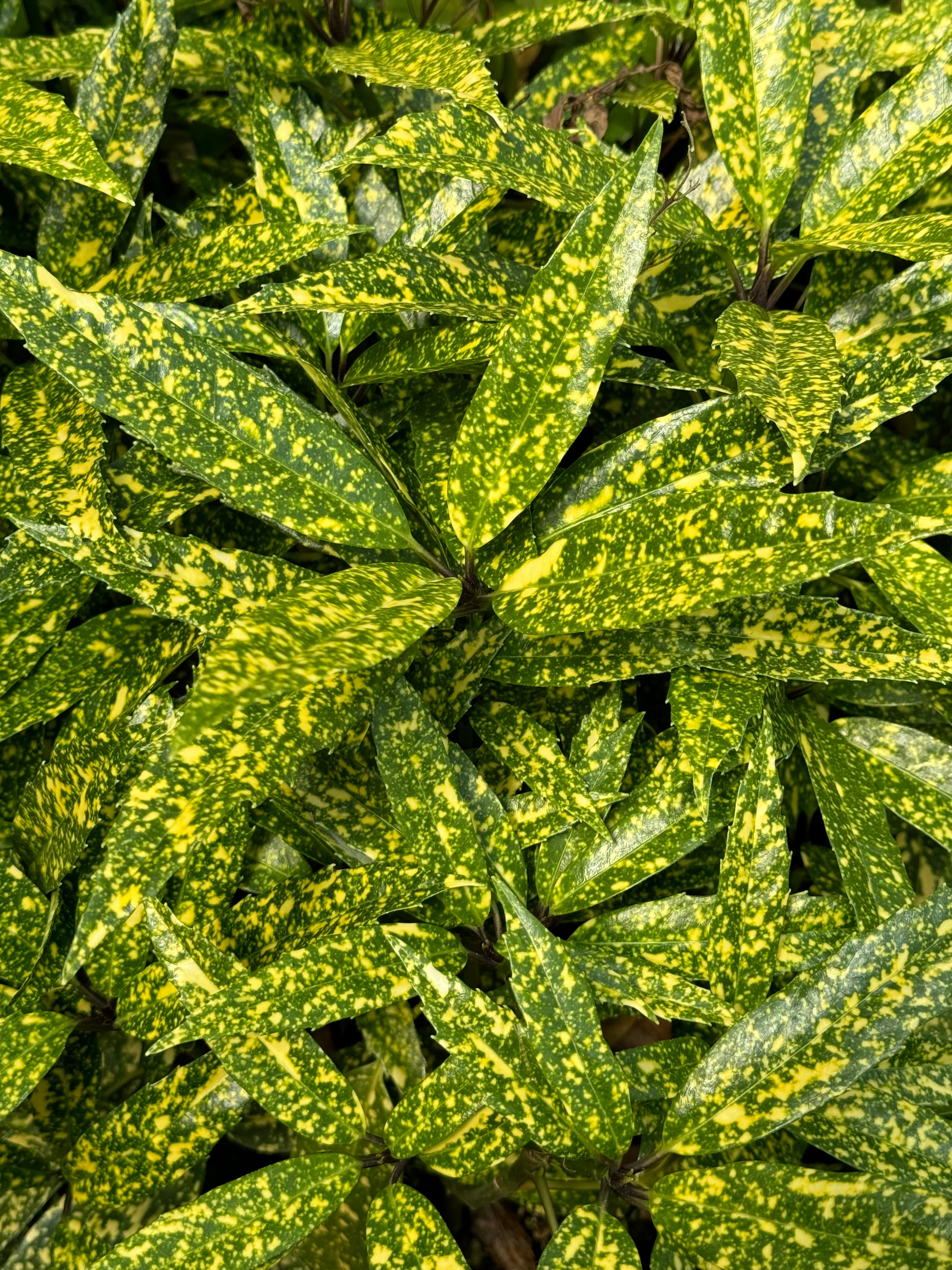 *RETAIL - Aucuba japonica 'Dark Moon' - Image 3