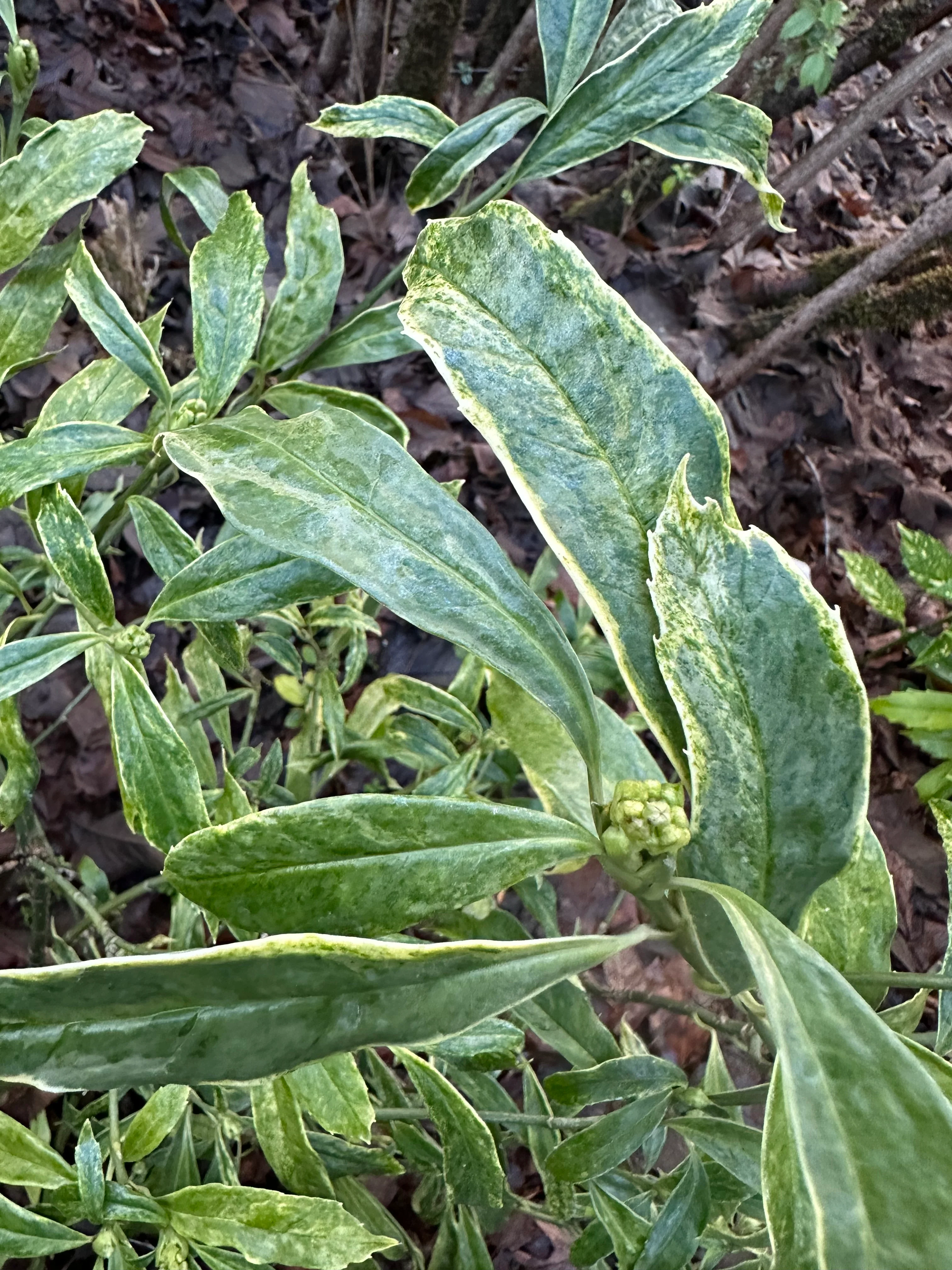 Aucuba japonica 'Pepper Cream'