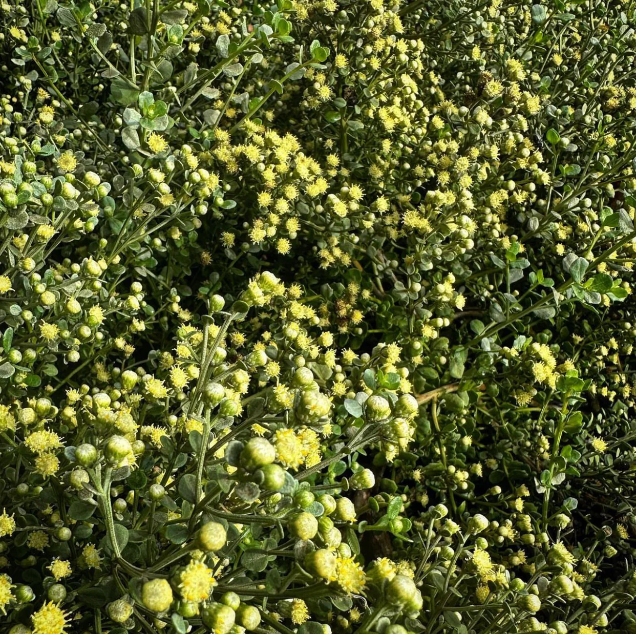 Baccharis pilularis 'Pistol Pancake'
