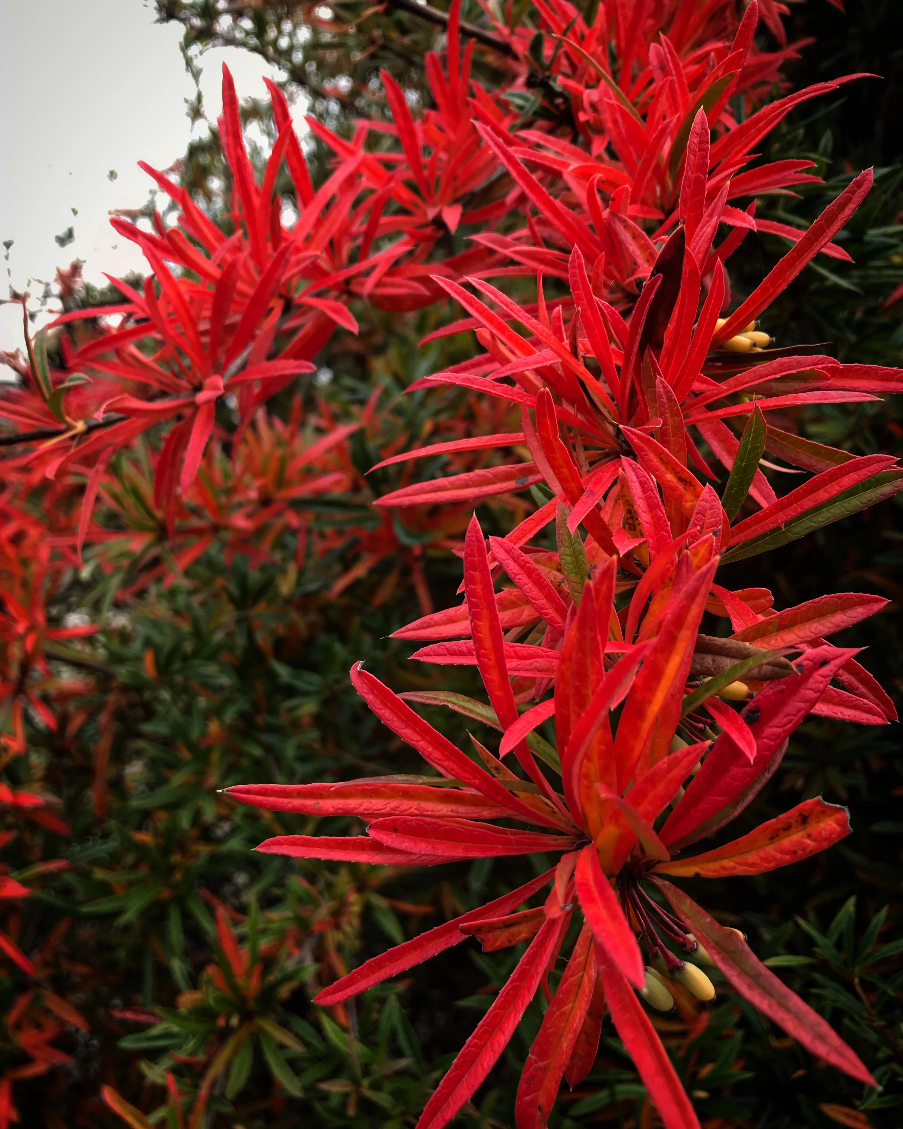Plants for Full Sun