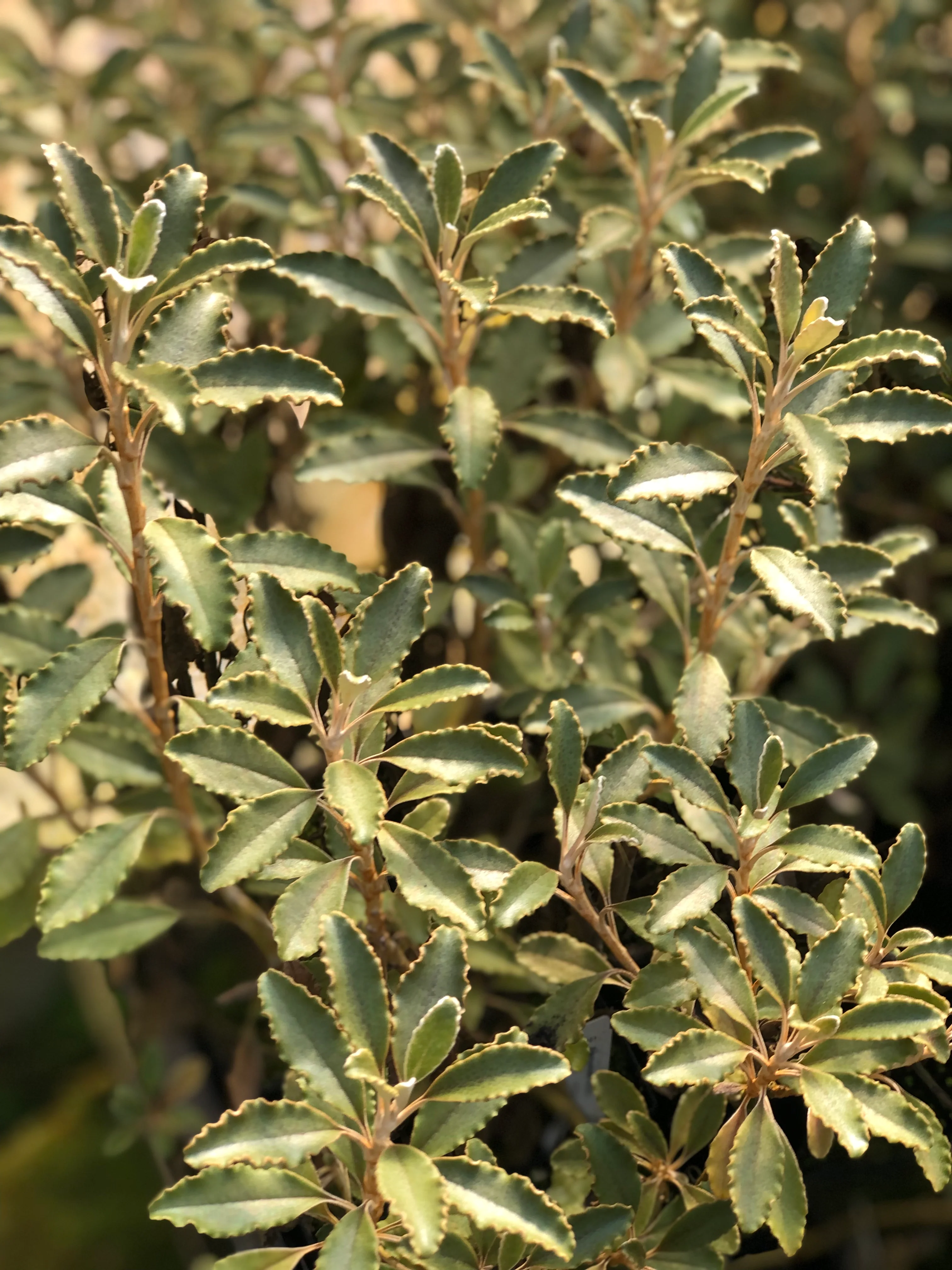 Brachyglottis monroi - Image 2