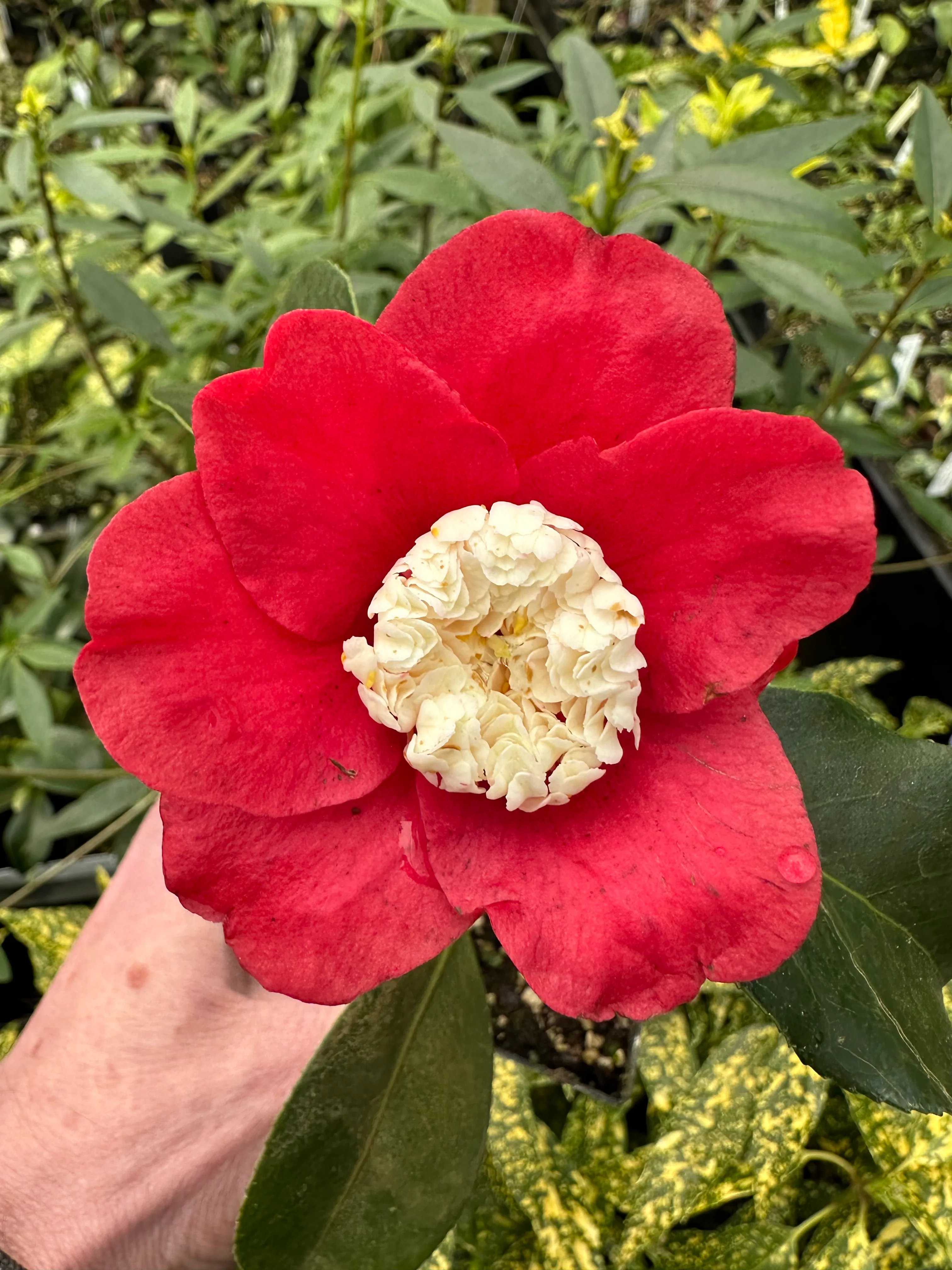 Camellia japonica ‘Bokuhan’
