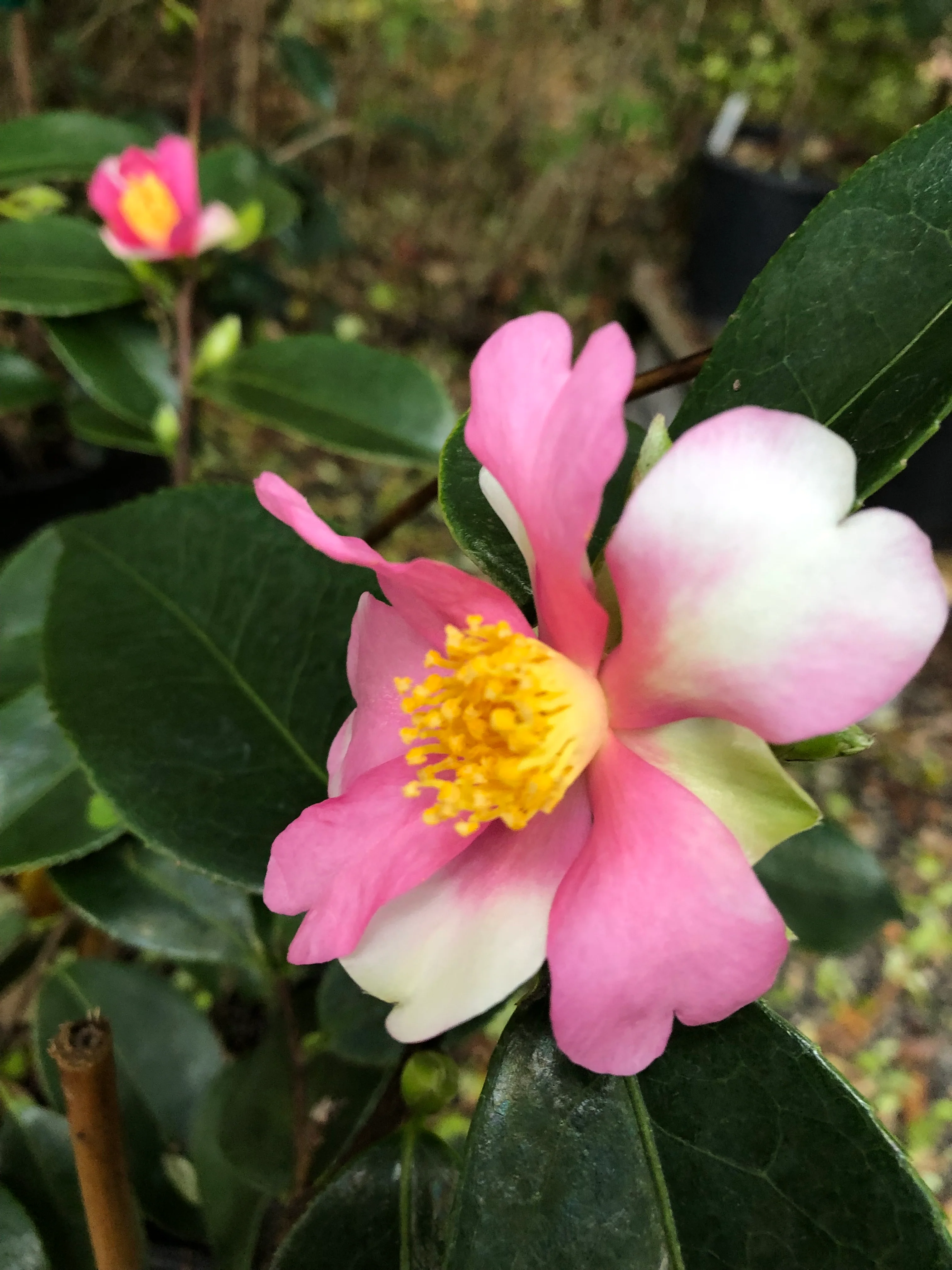 Camellia x ‘Yume’ - Image 2
