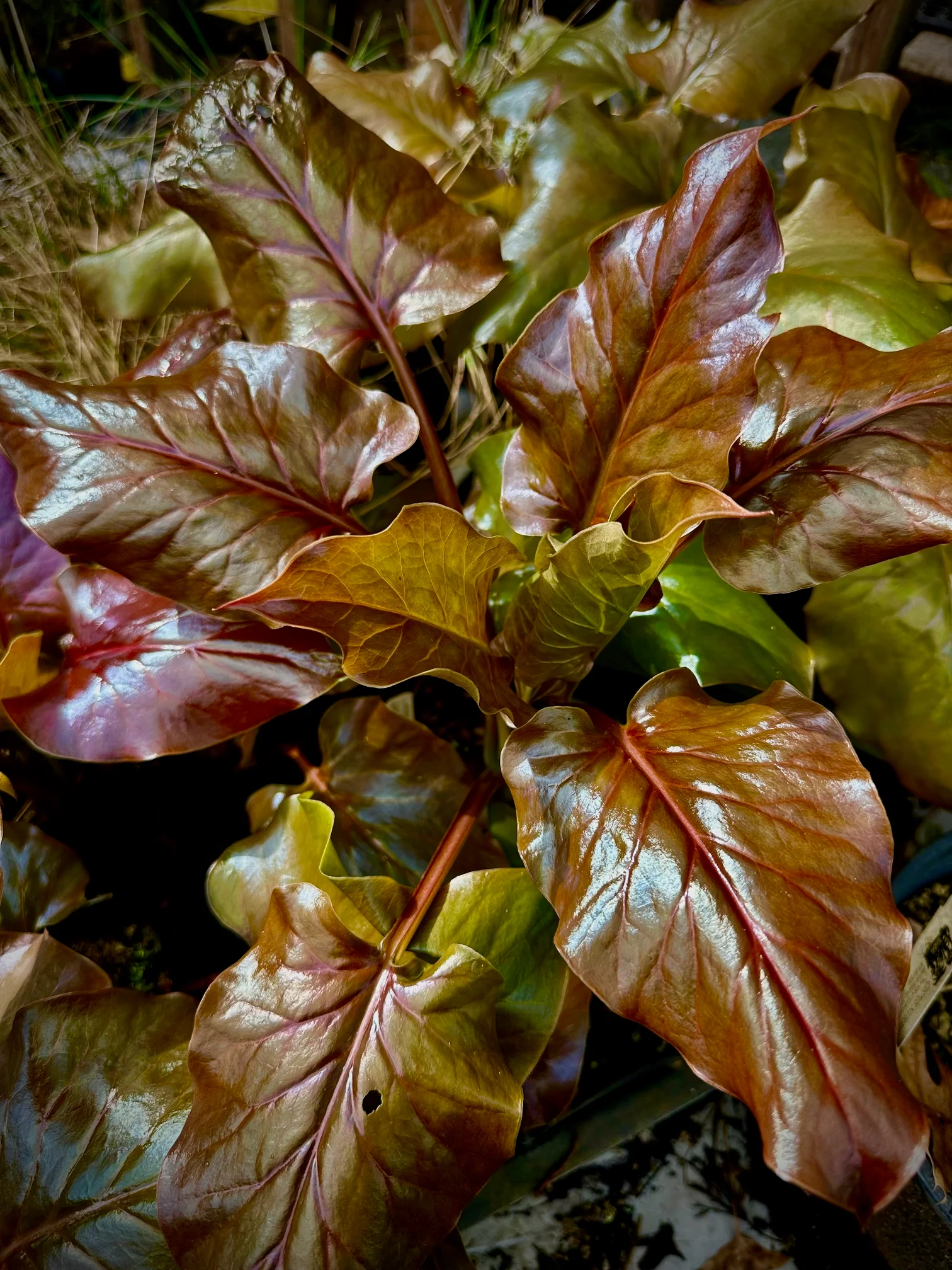 Cardiocrinum giganteum [red form]