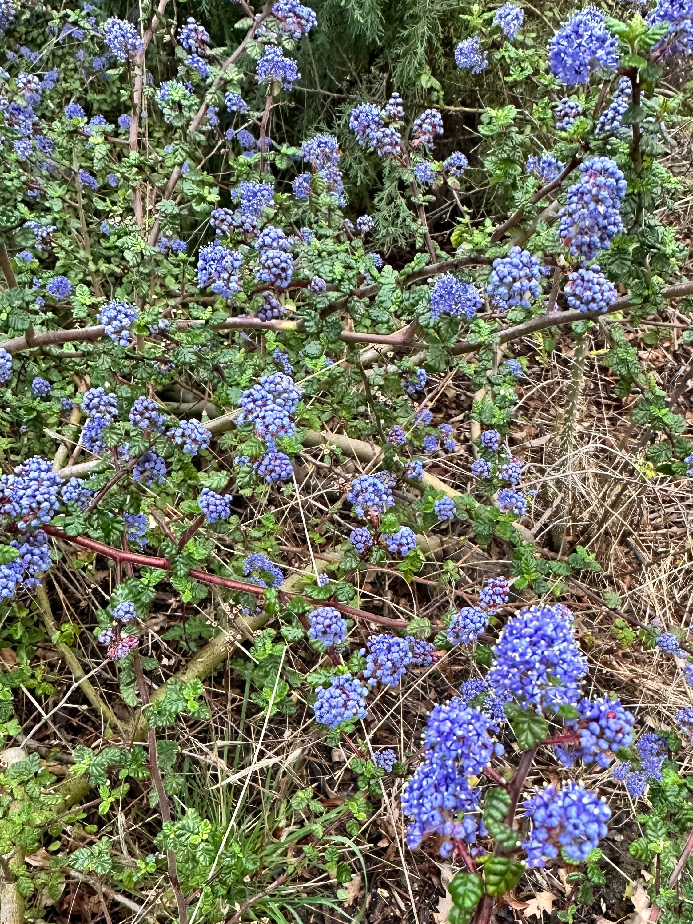 Ceanothus papillosus - Image 2