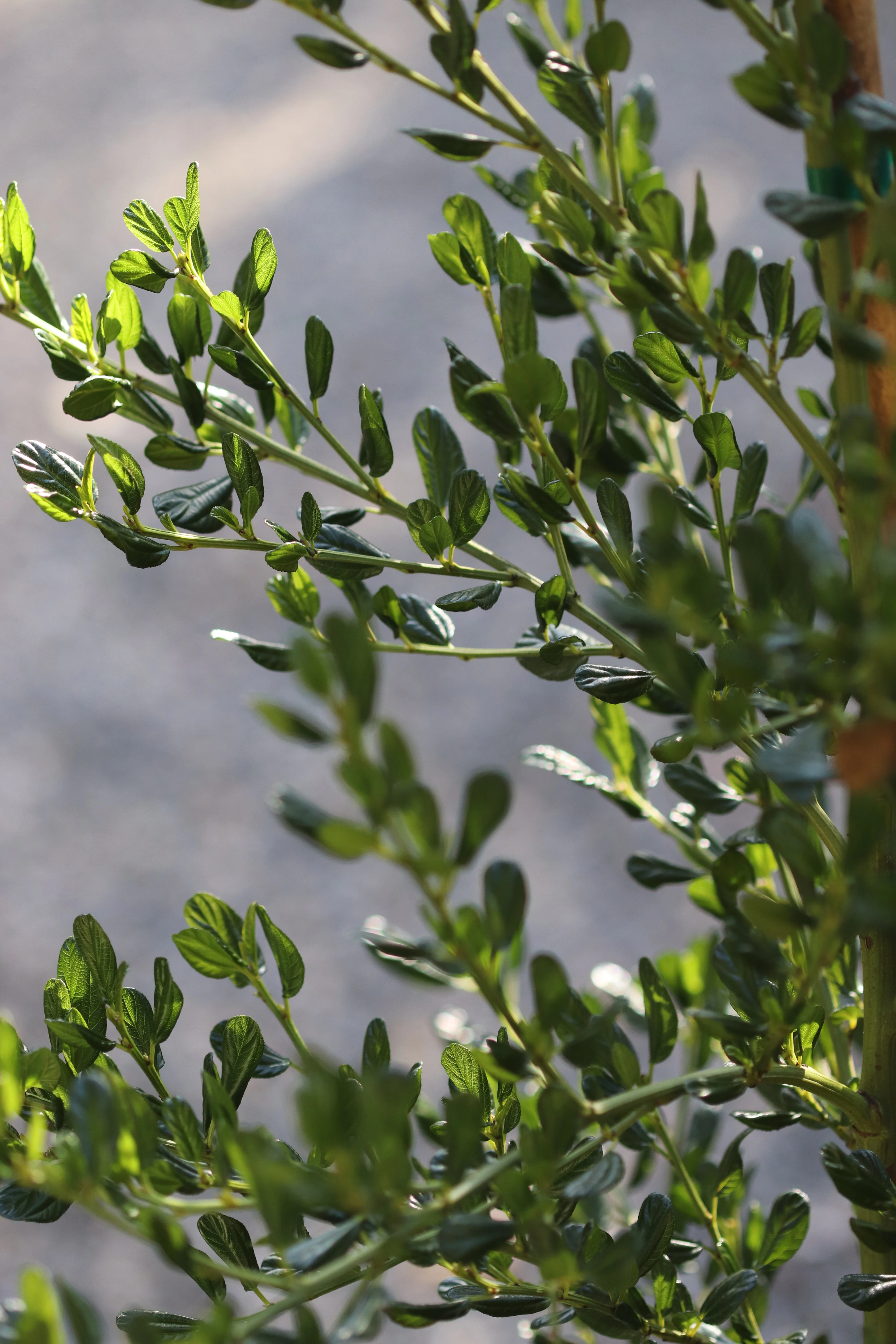 Ceanothus thyrsiflorus 'Oakridge' - Image 2