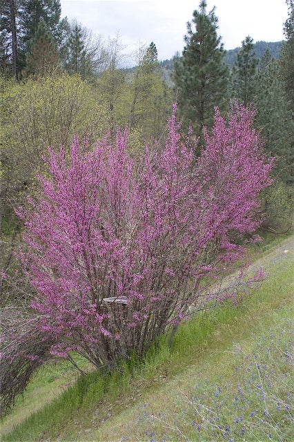 *RETAIL - Cercis occidentalis - Image 2