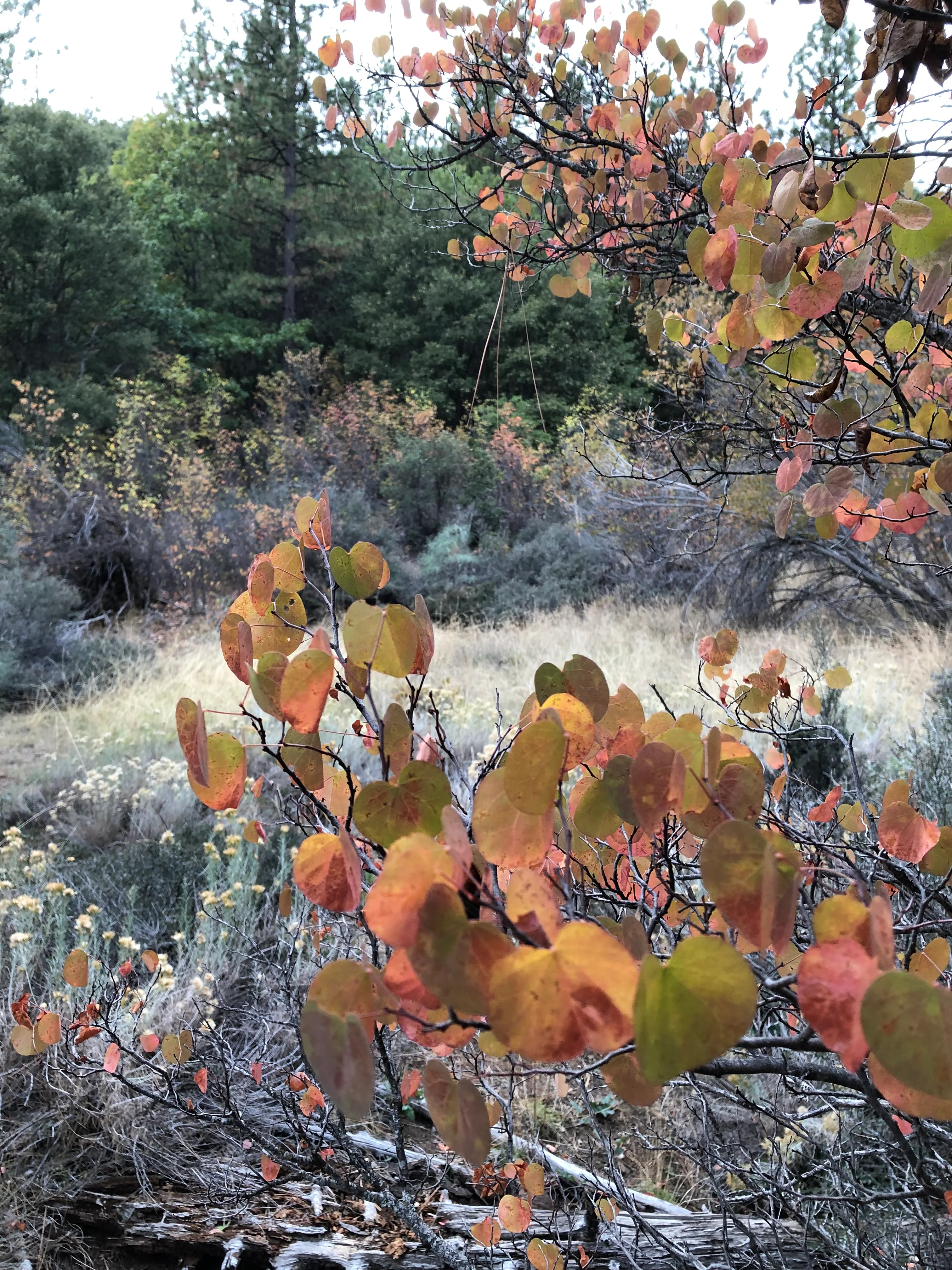*RETAIL - Cercis occidentalis - Image 3