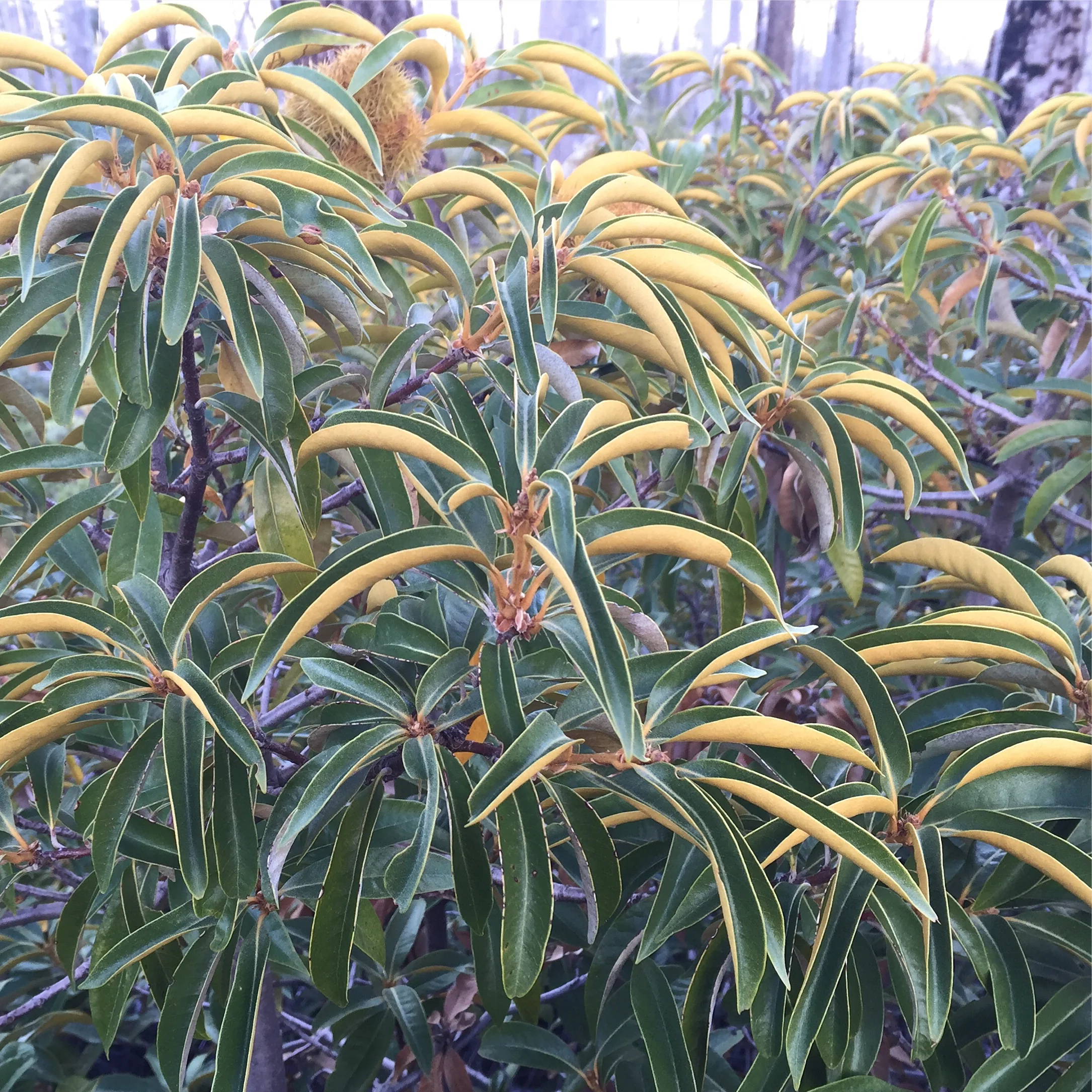 Chrysolepis chrysophylla