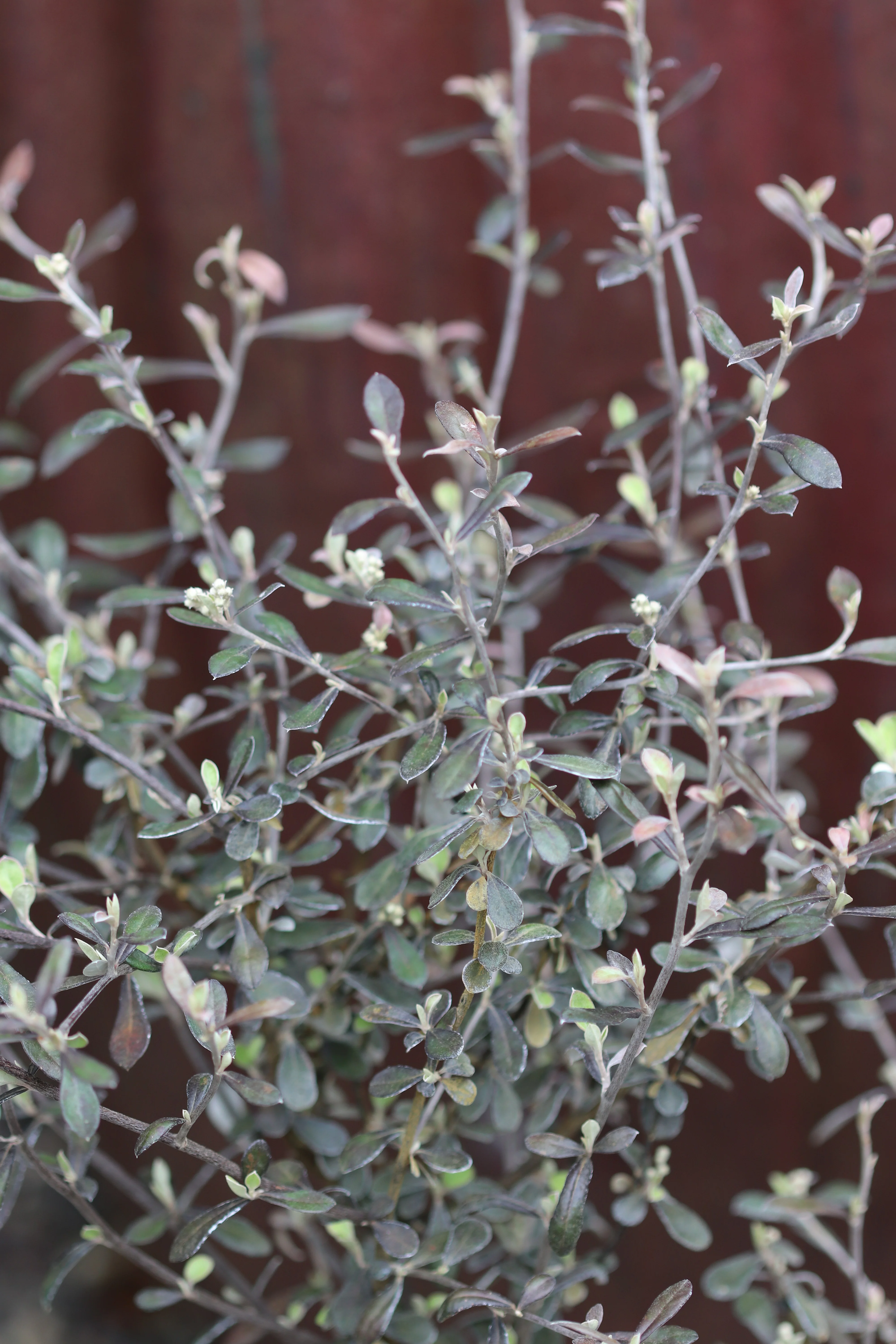*RETAIL - Corokia x virgata 'Phantom' - Image 3