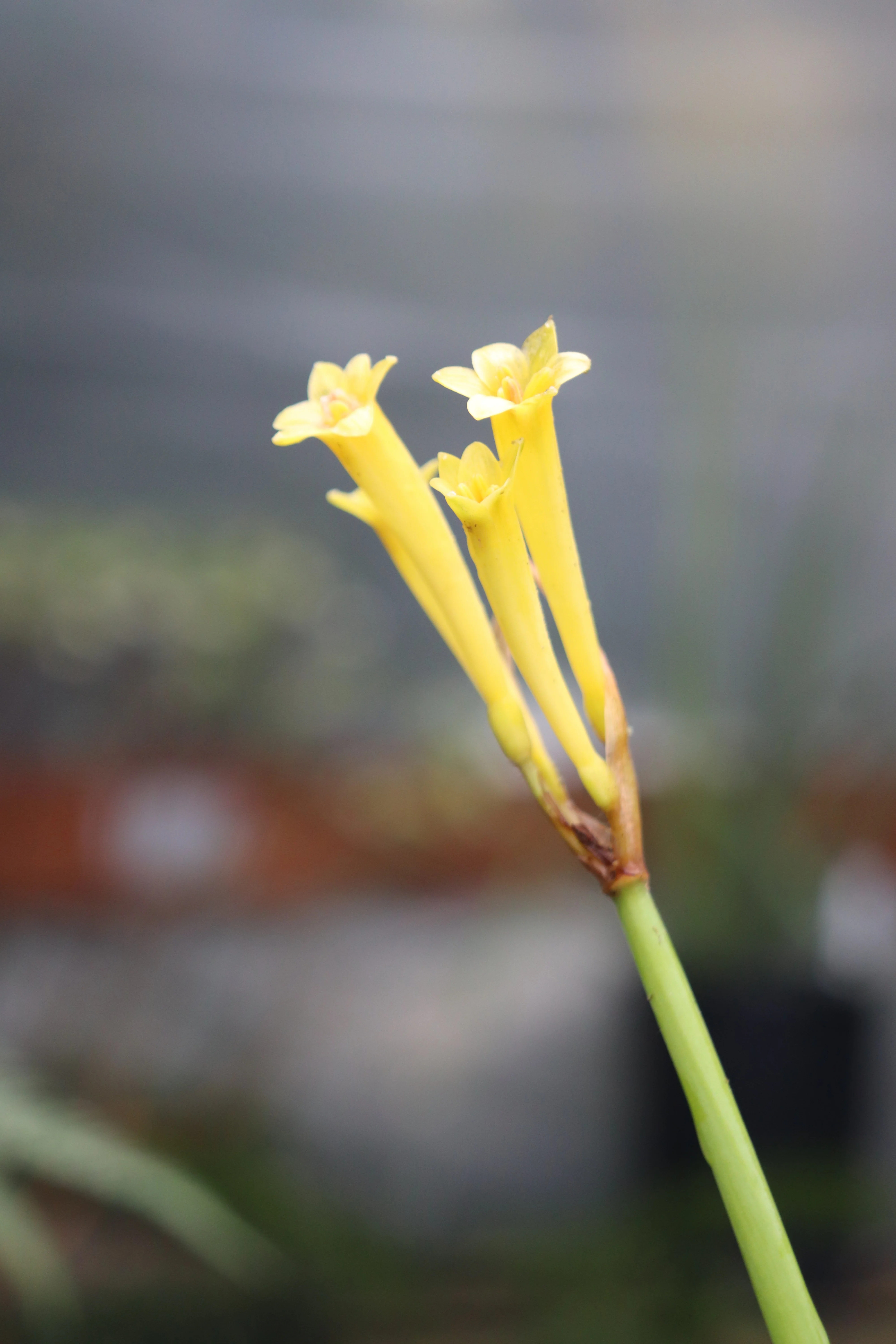 Cyrtanthus brachyscyphus [Yellow Form] - Image 2