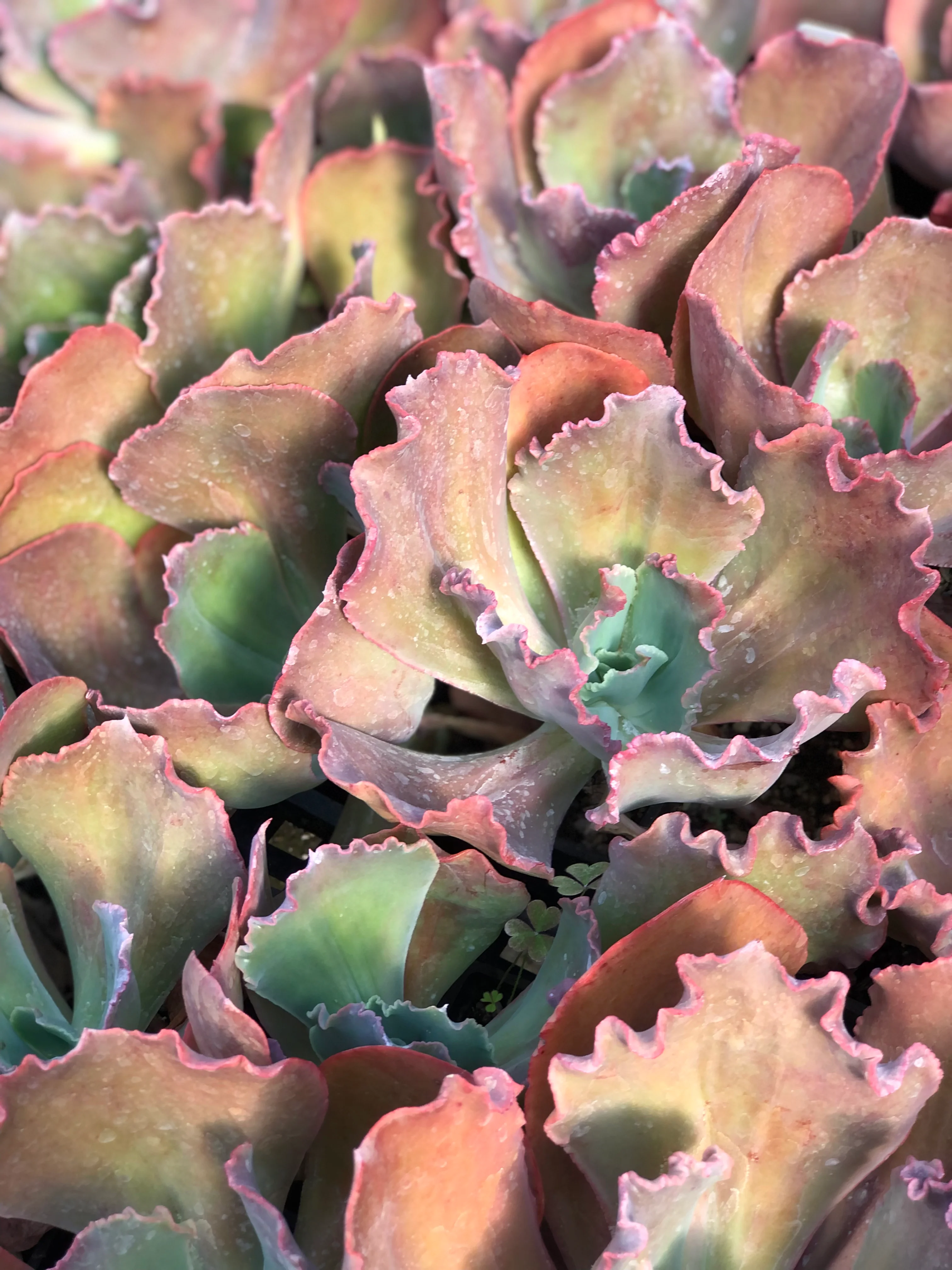 Echeveria 'Ruffled Red' - Image 2
