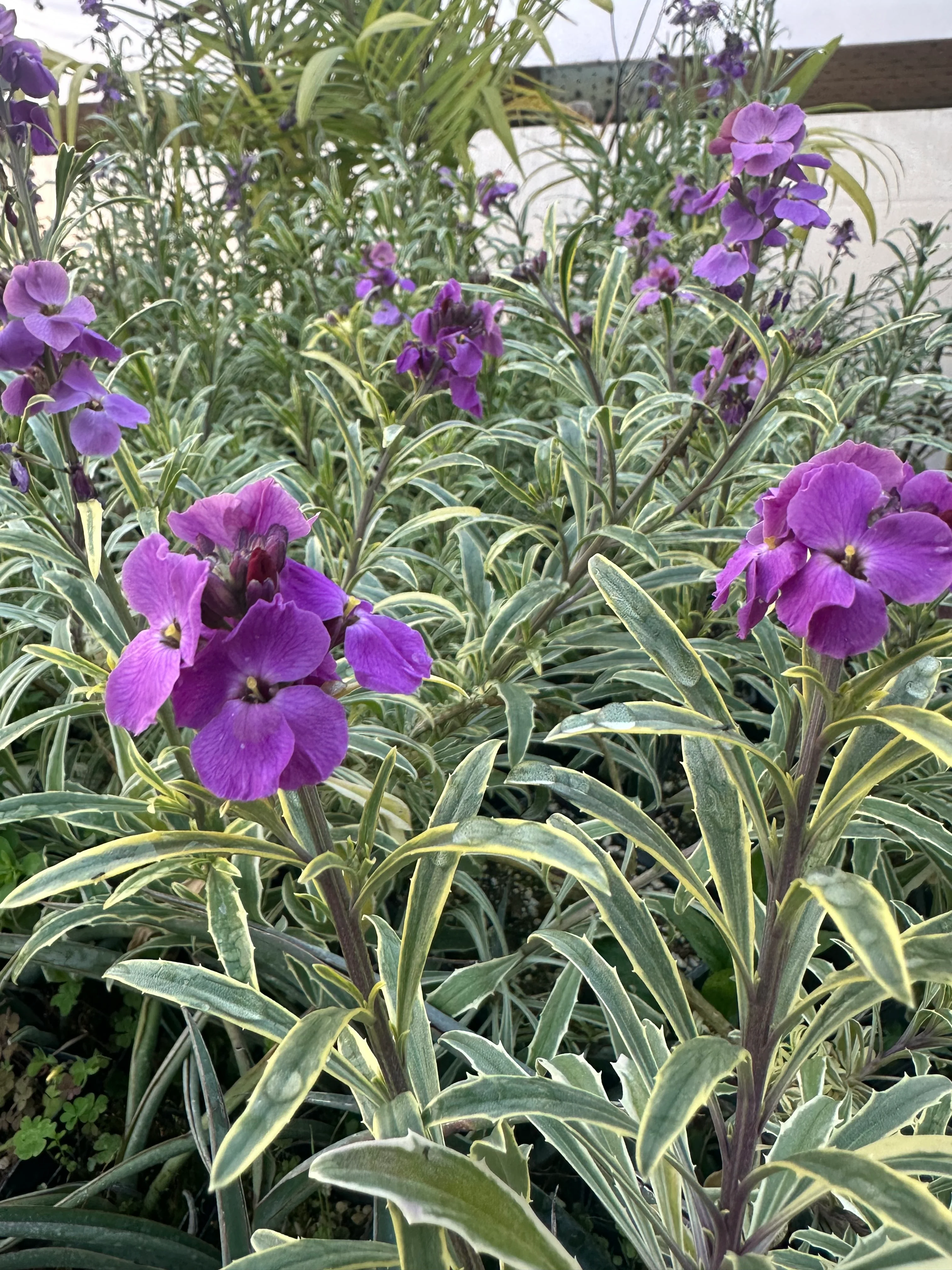 Erysimum linifolium ‘Variegatum’ - Image 2