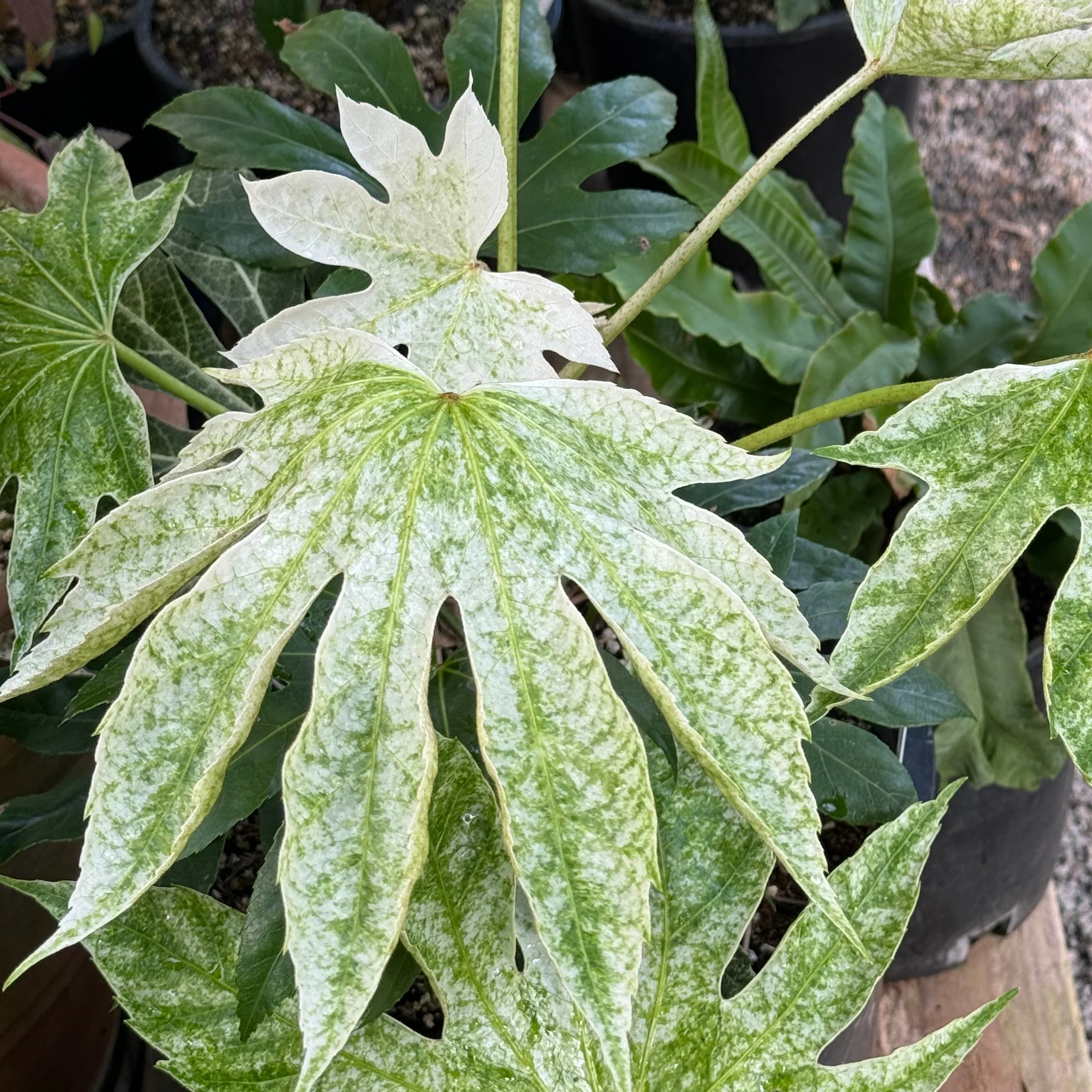 Fatsia japonica ‘Tsumugi Shibori’