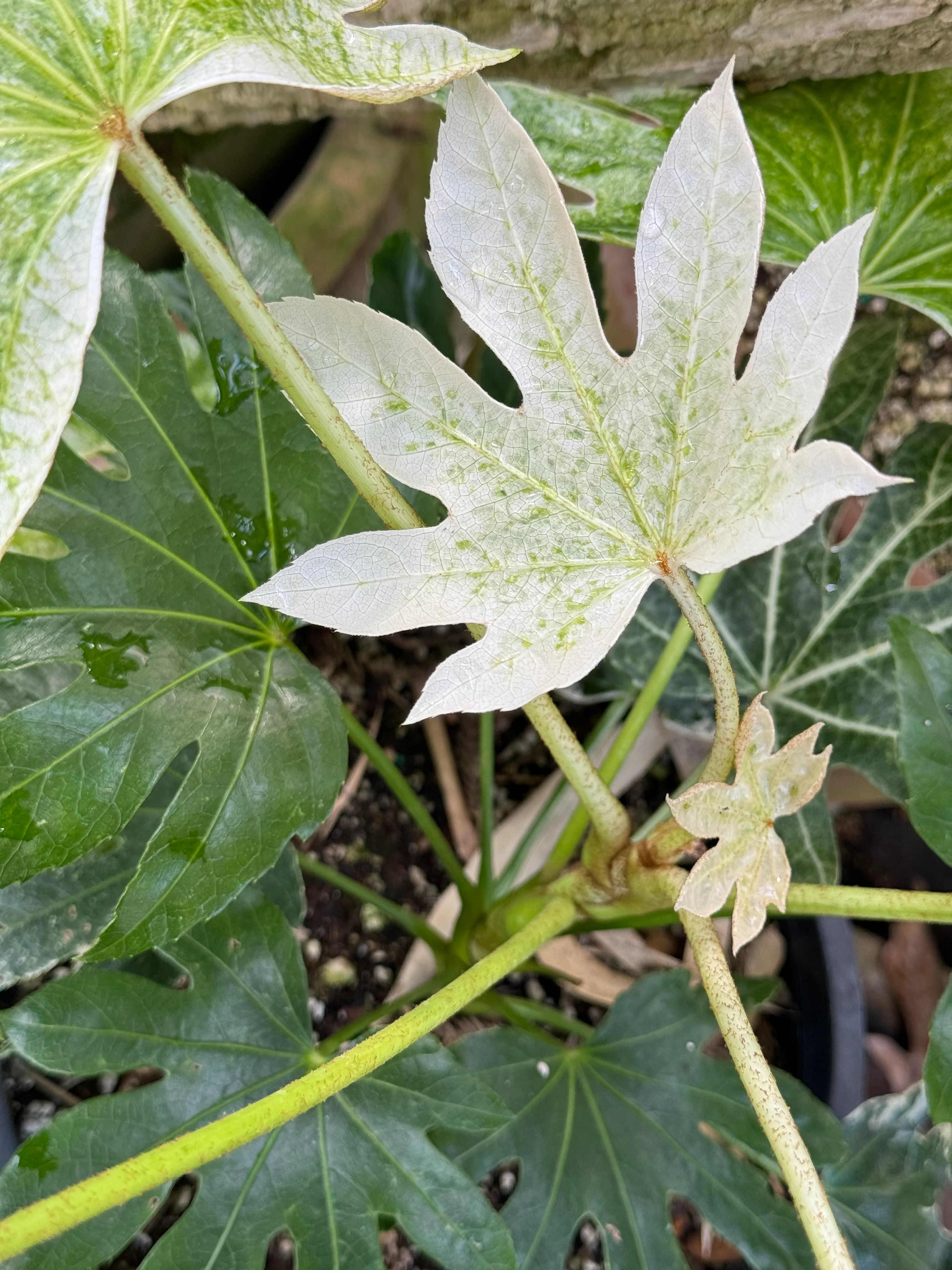 *RETAIL - Fatsia japonica ‘Tsumugi Shibori’ - Image 2