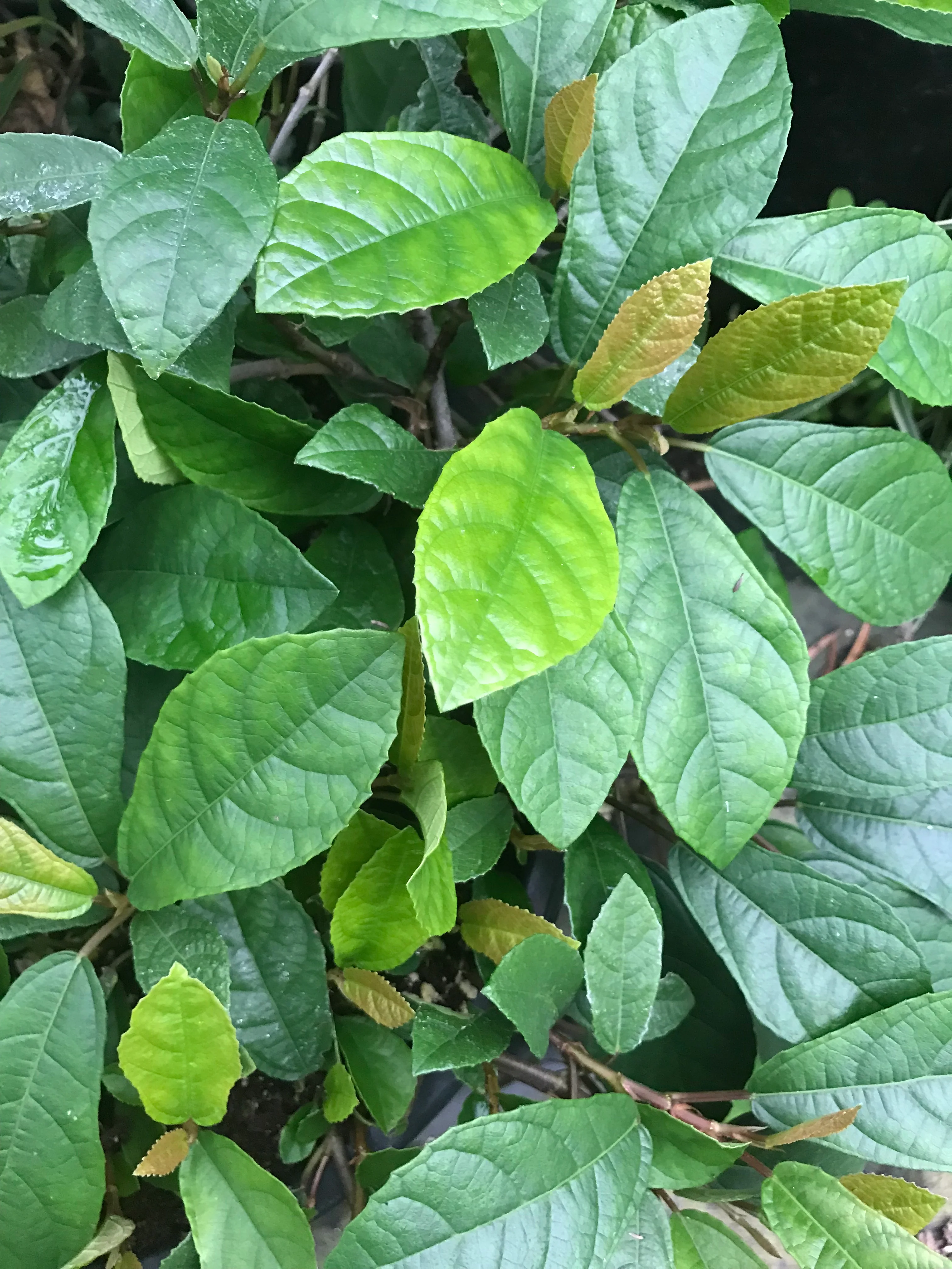 Ficus tikoua