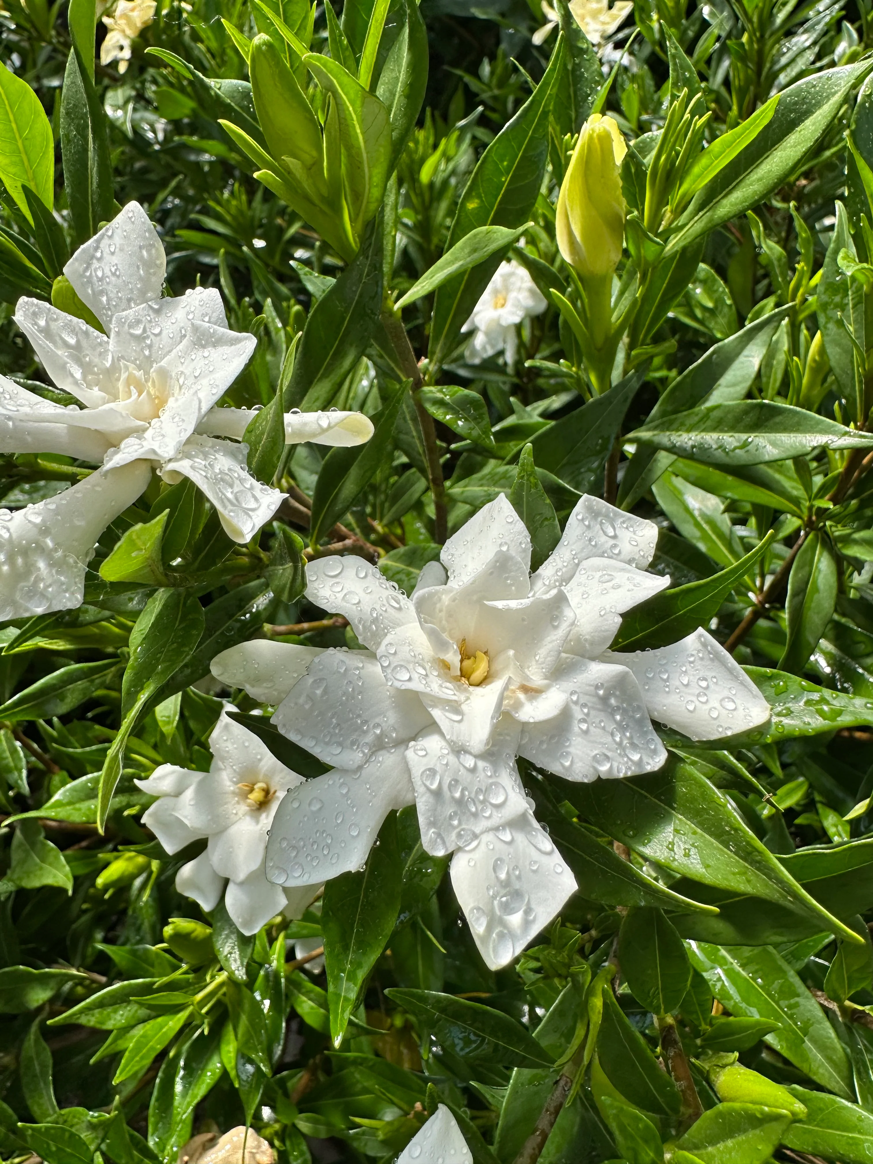 *RETAIL - Gardenia jasminoides 'Frost Proof' - Image 2