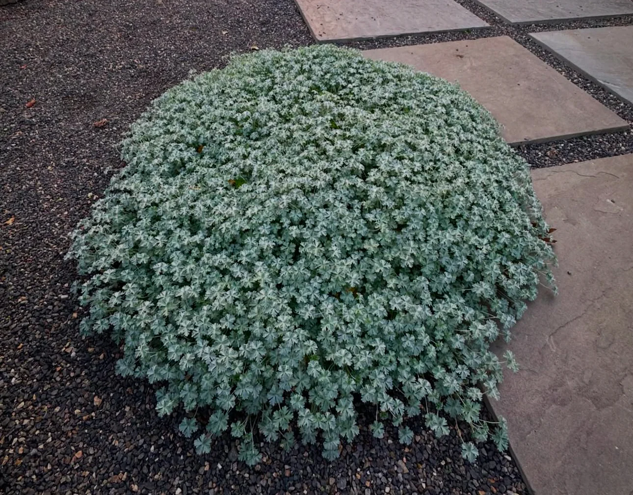 Geranium harveyi - Image 4