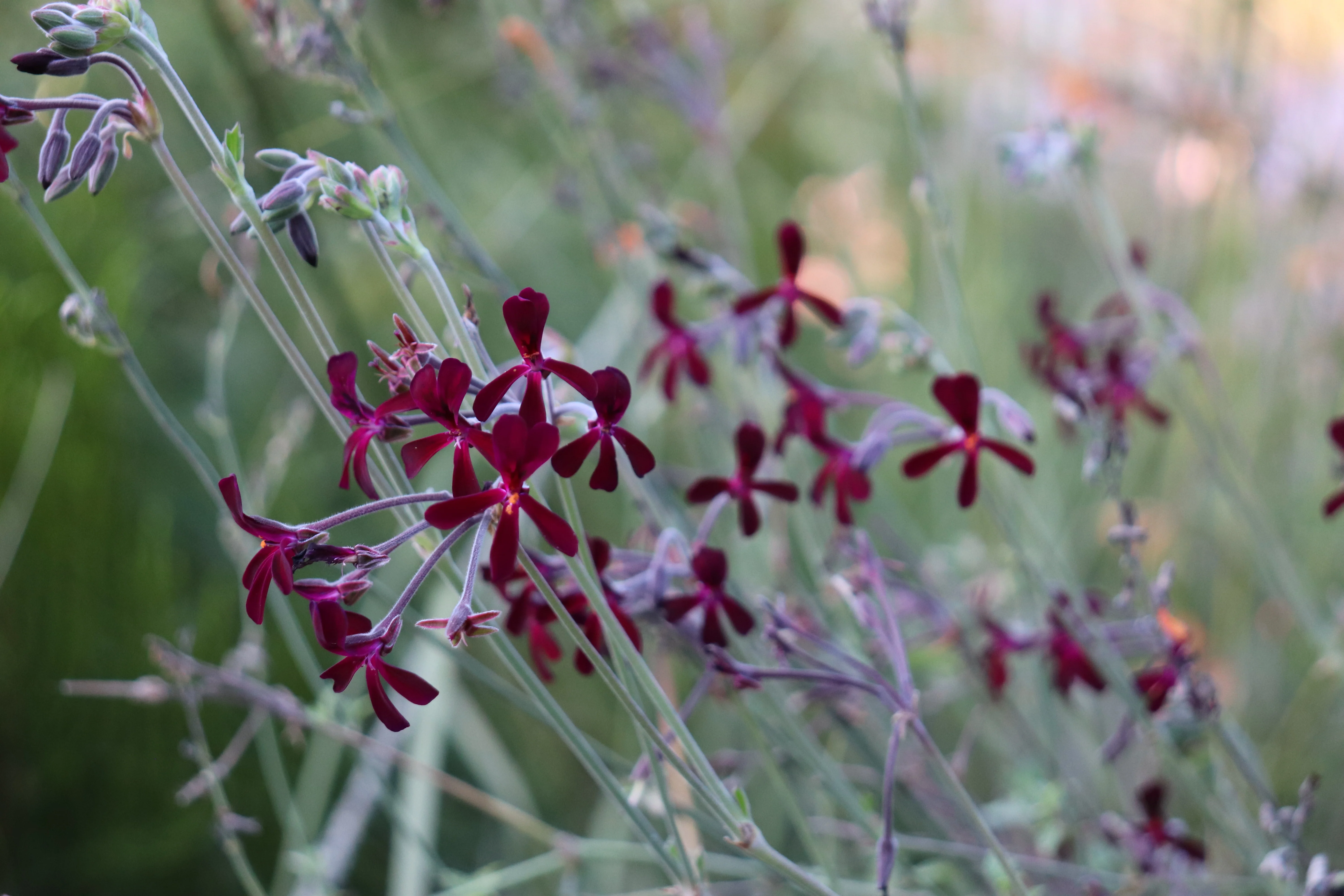 Pelargonium sidoides - Image 3