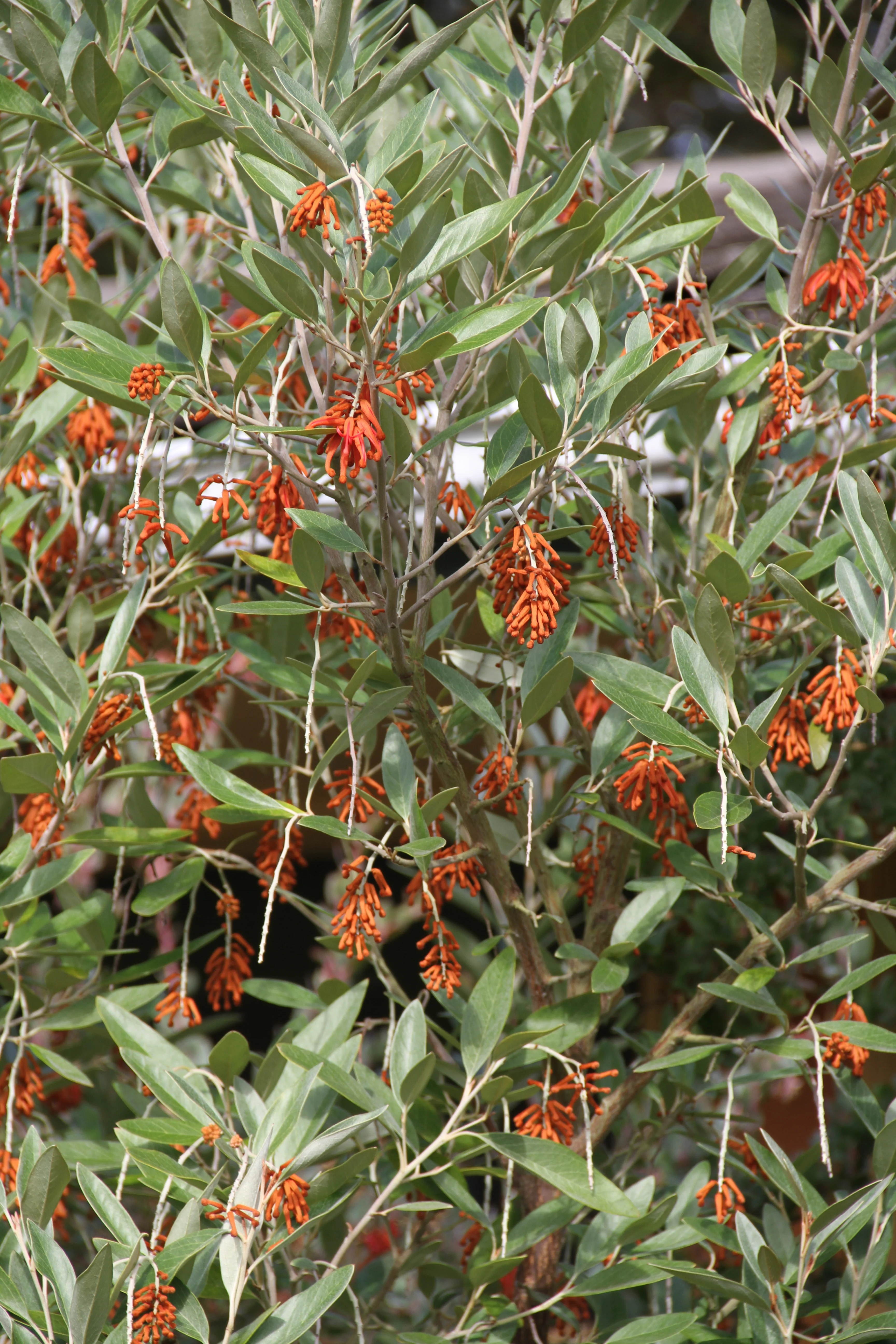 *RETAIL - Grevillea victoriae 'Murray Valley Queen' - Image 3