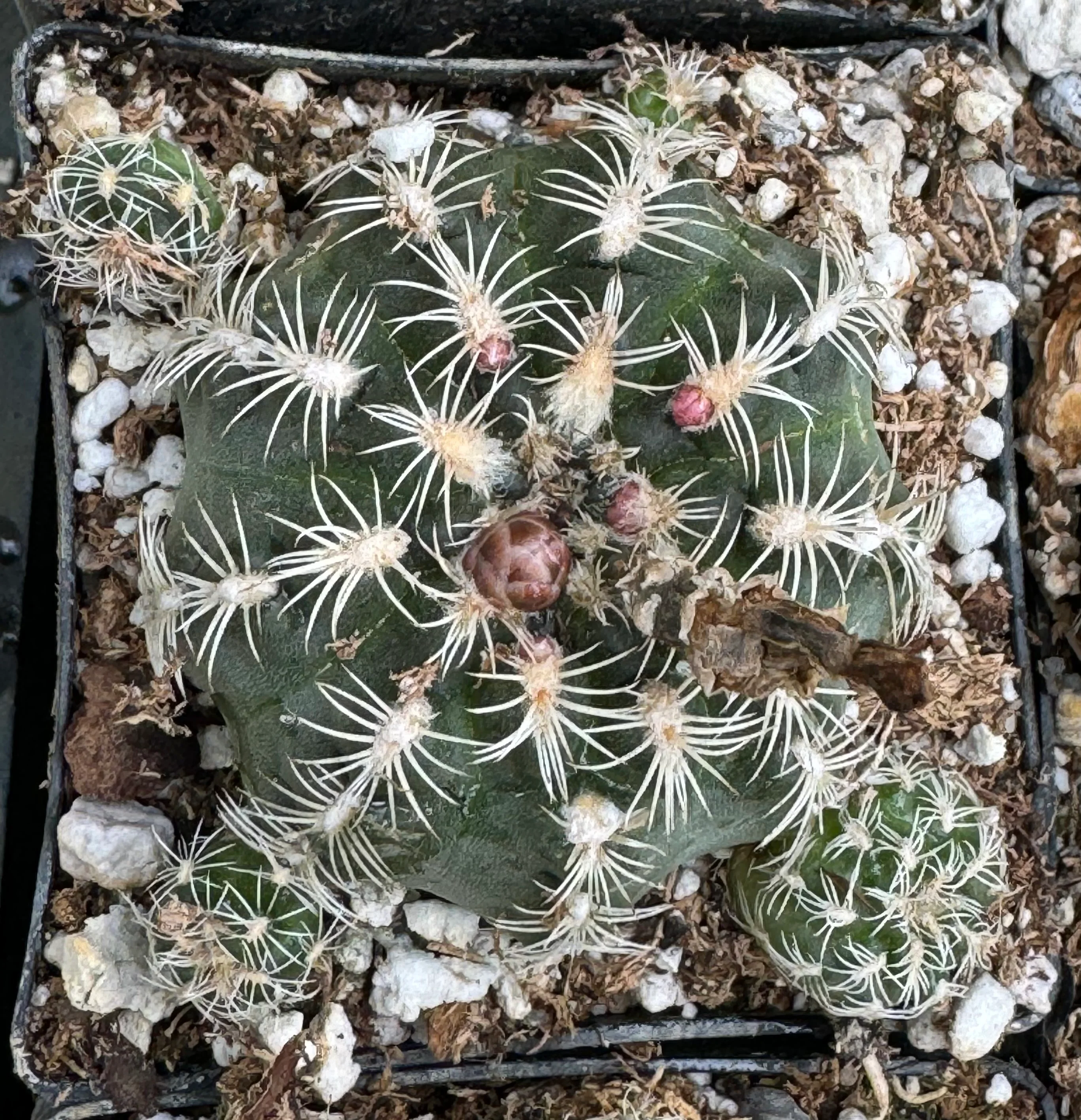 Gymnocalycium bruchii - Image 2