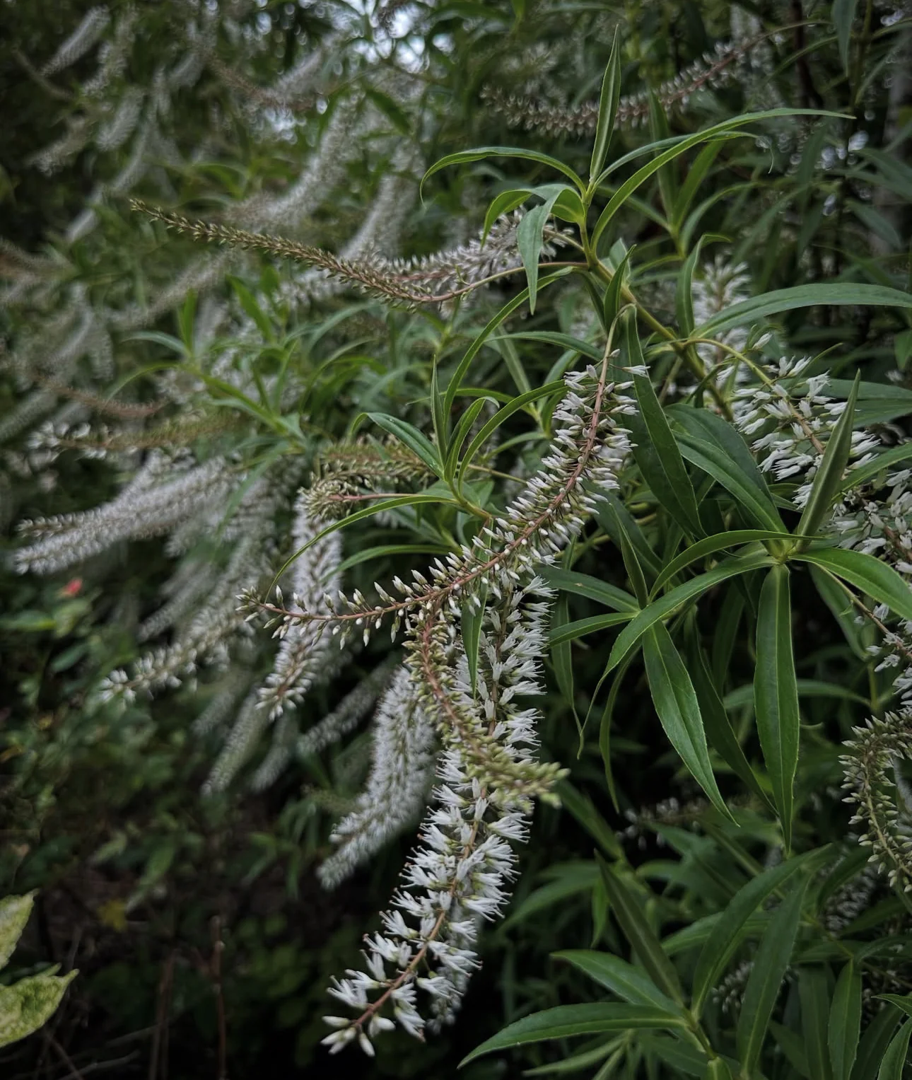 Hebe salicifolia