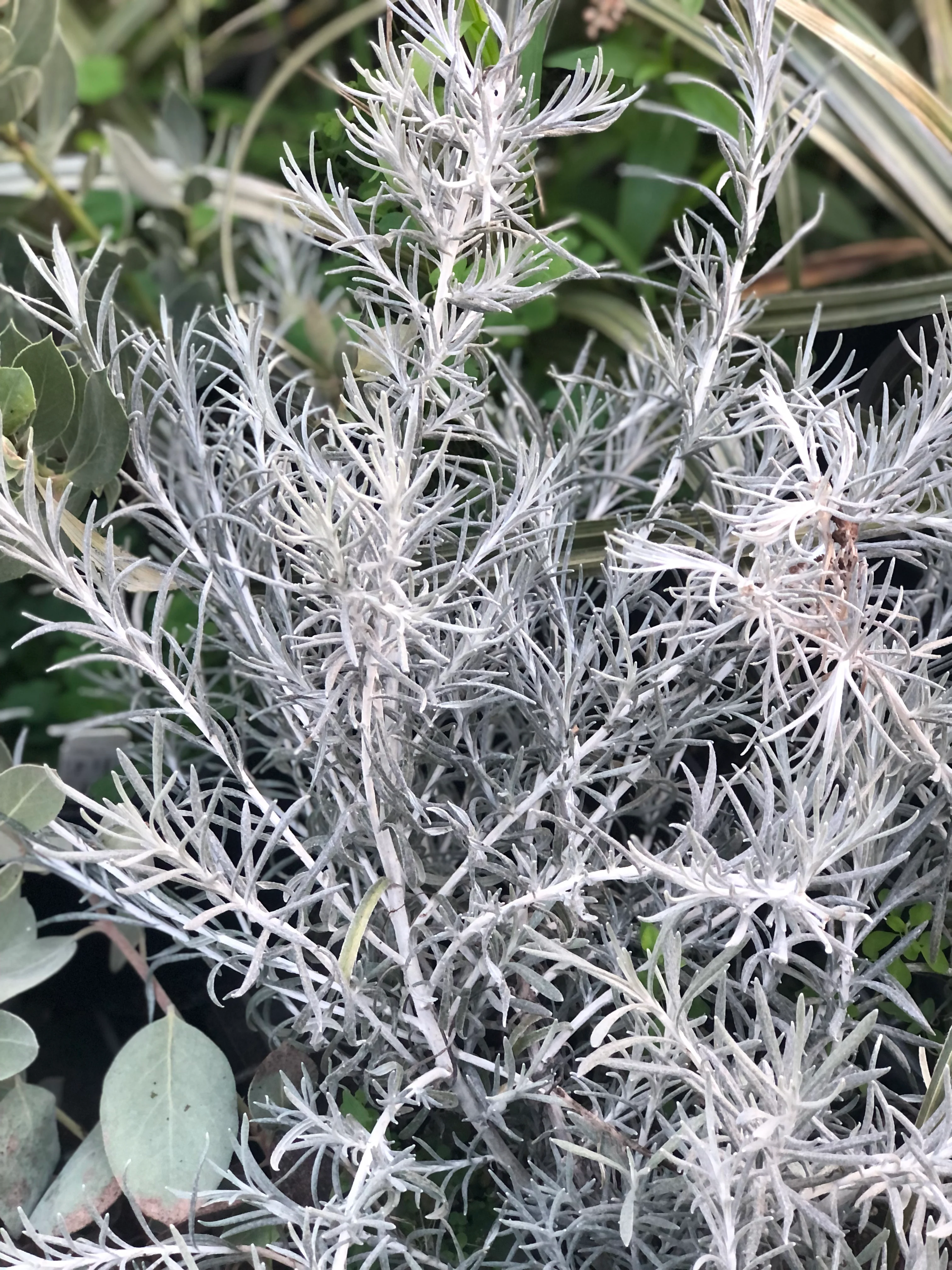 Helichrysum italicum 'White Icicles' - Image 2