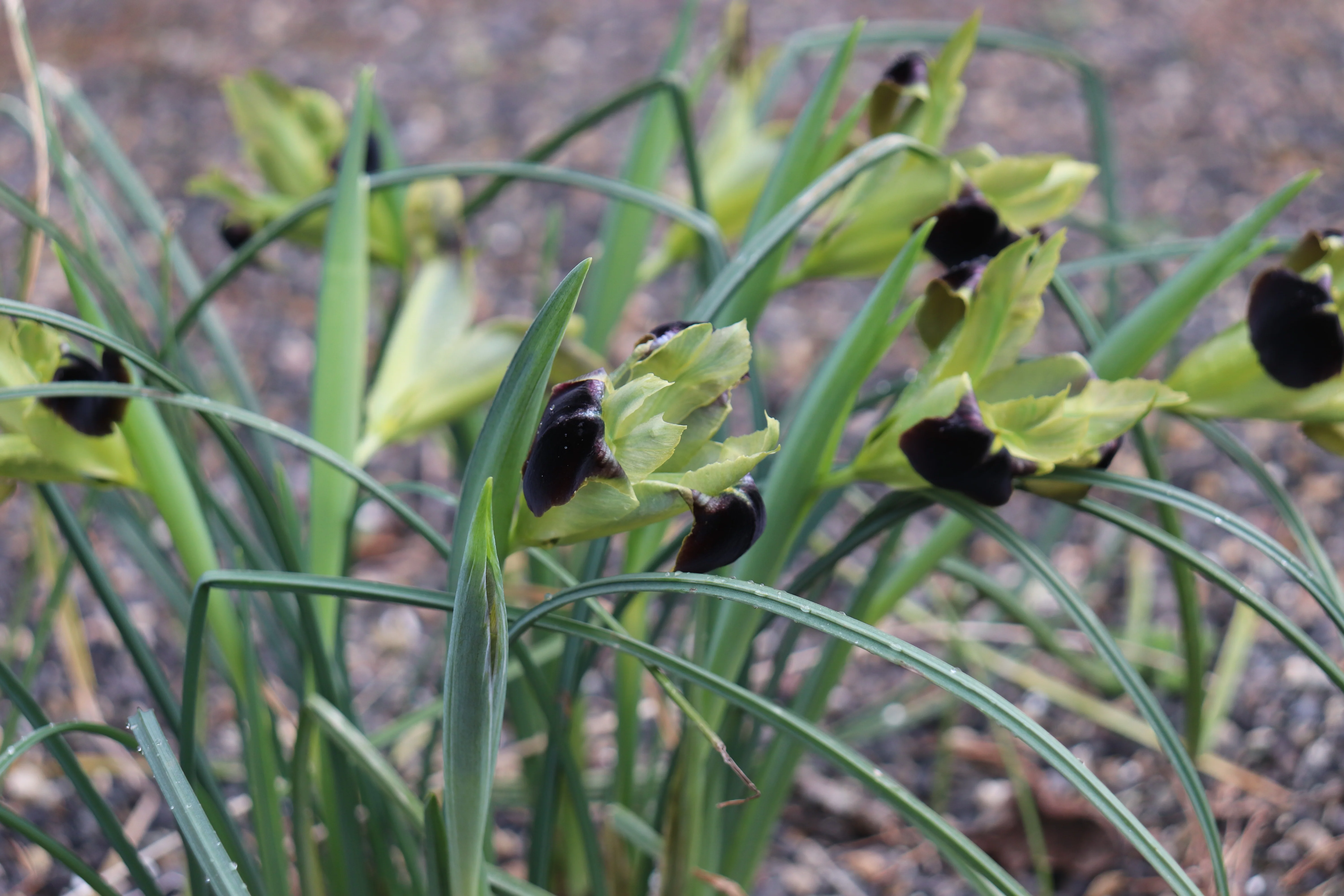 Hermodactylus / Iris tuberosus
