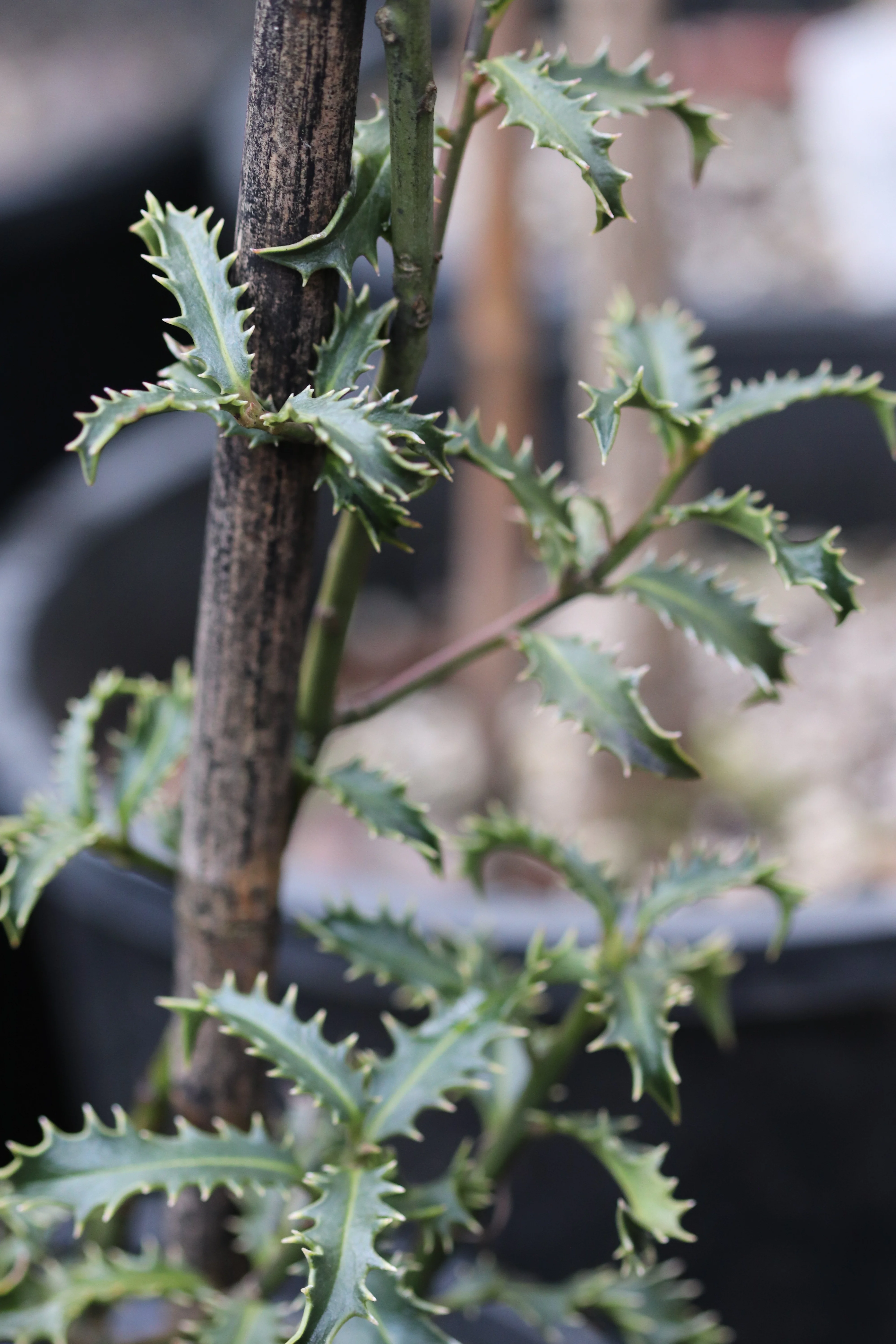 *RETAIL - Ilex aquifolium 'Crassifolia'