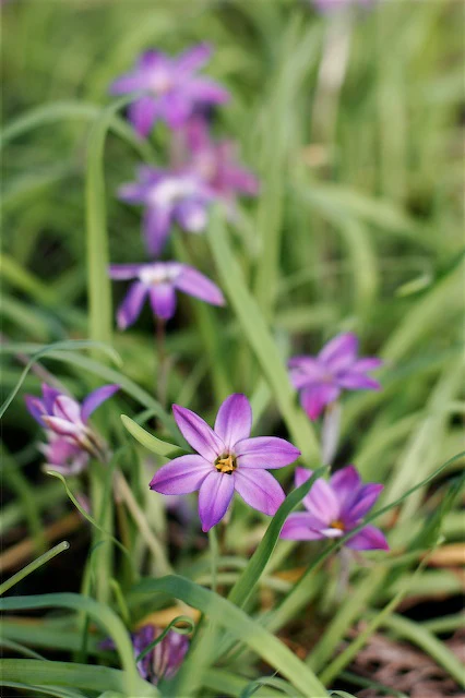 Ipheion uniflorum 'Froyle Mill' - Image 2