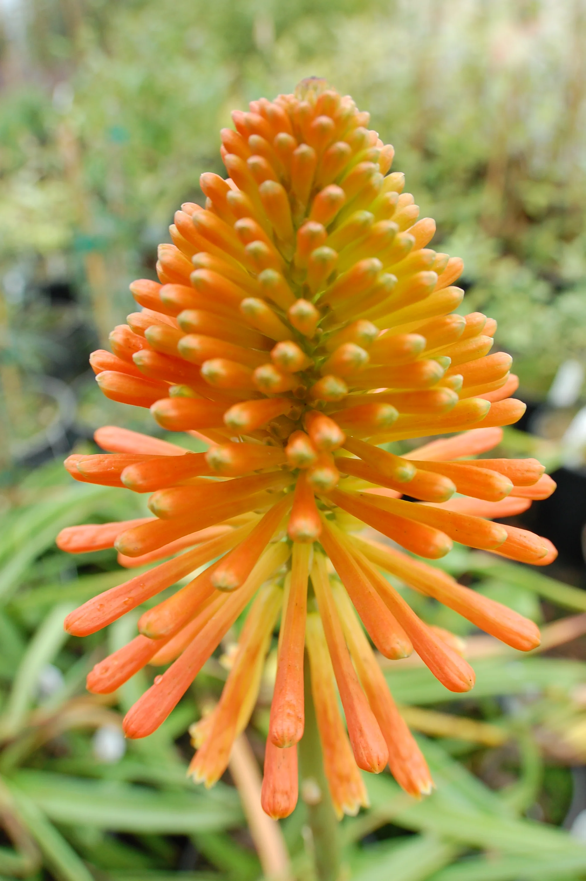 *RETAIL - Kniphofia 'Christmas Cheer' - Image 3