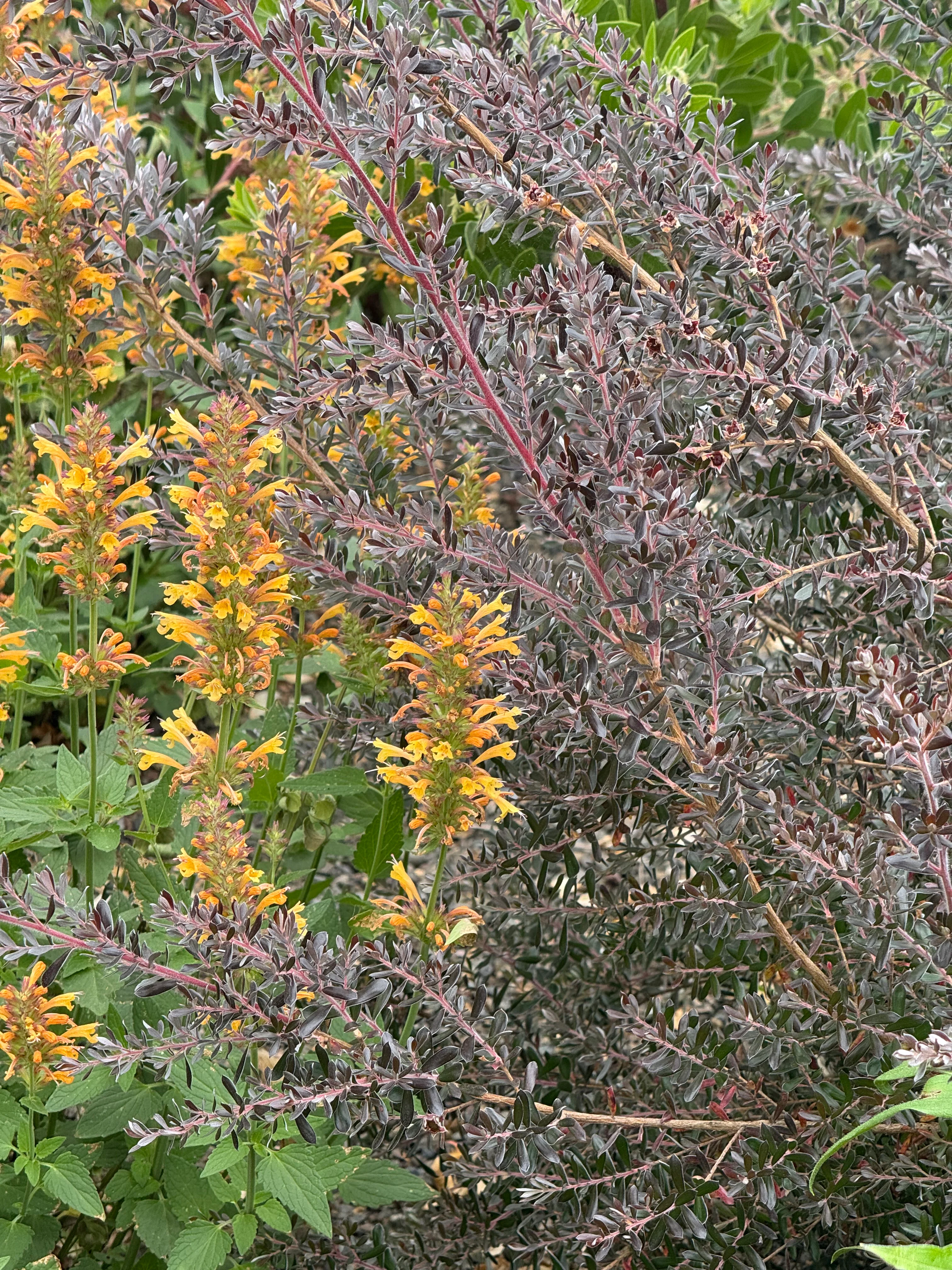 *RETAIL - Leptospermum lanigerum [purple leaf form]