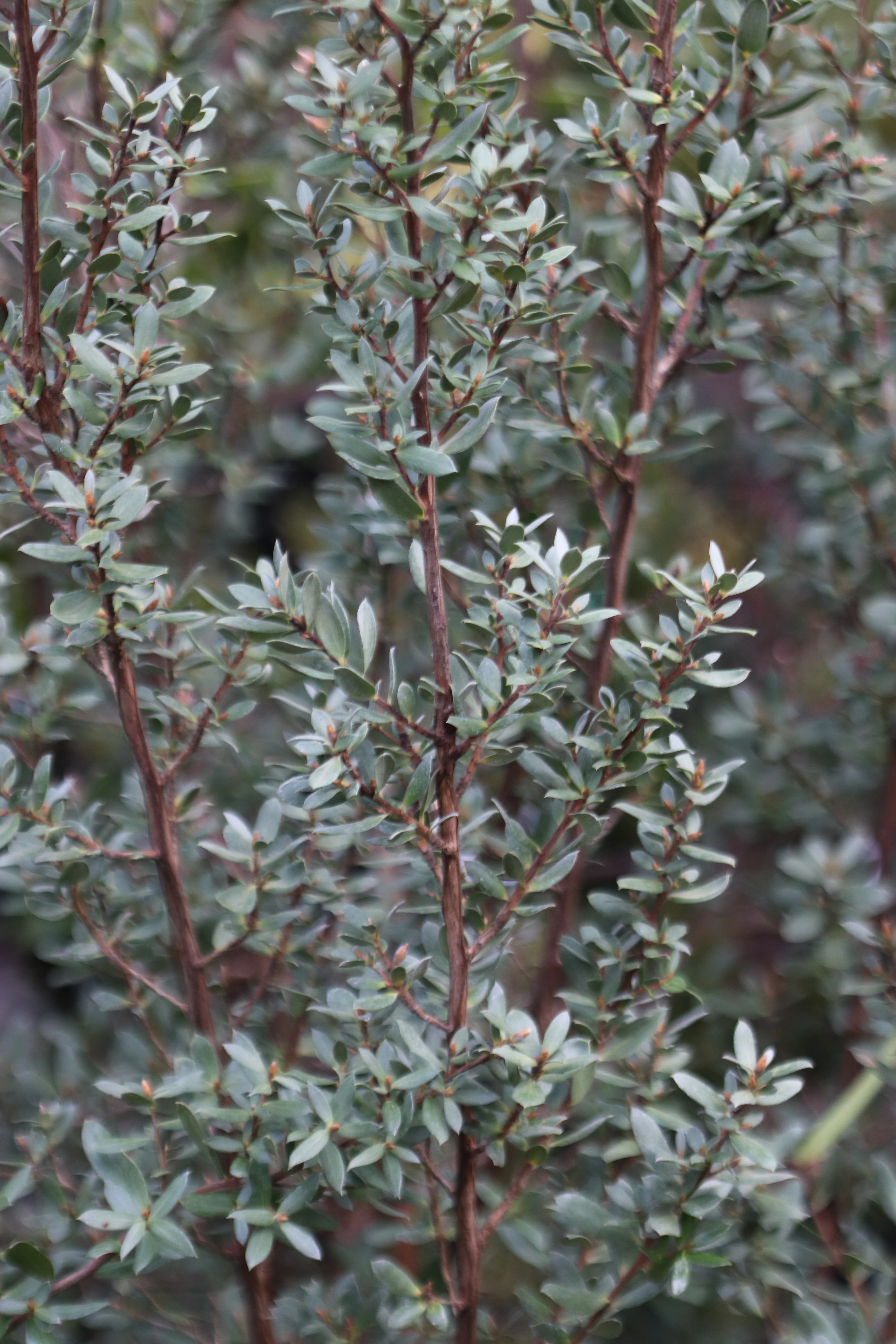 Leptospermum sp. [Mike Remmick]