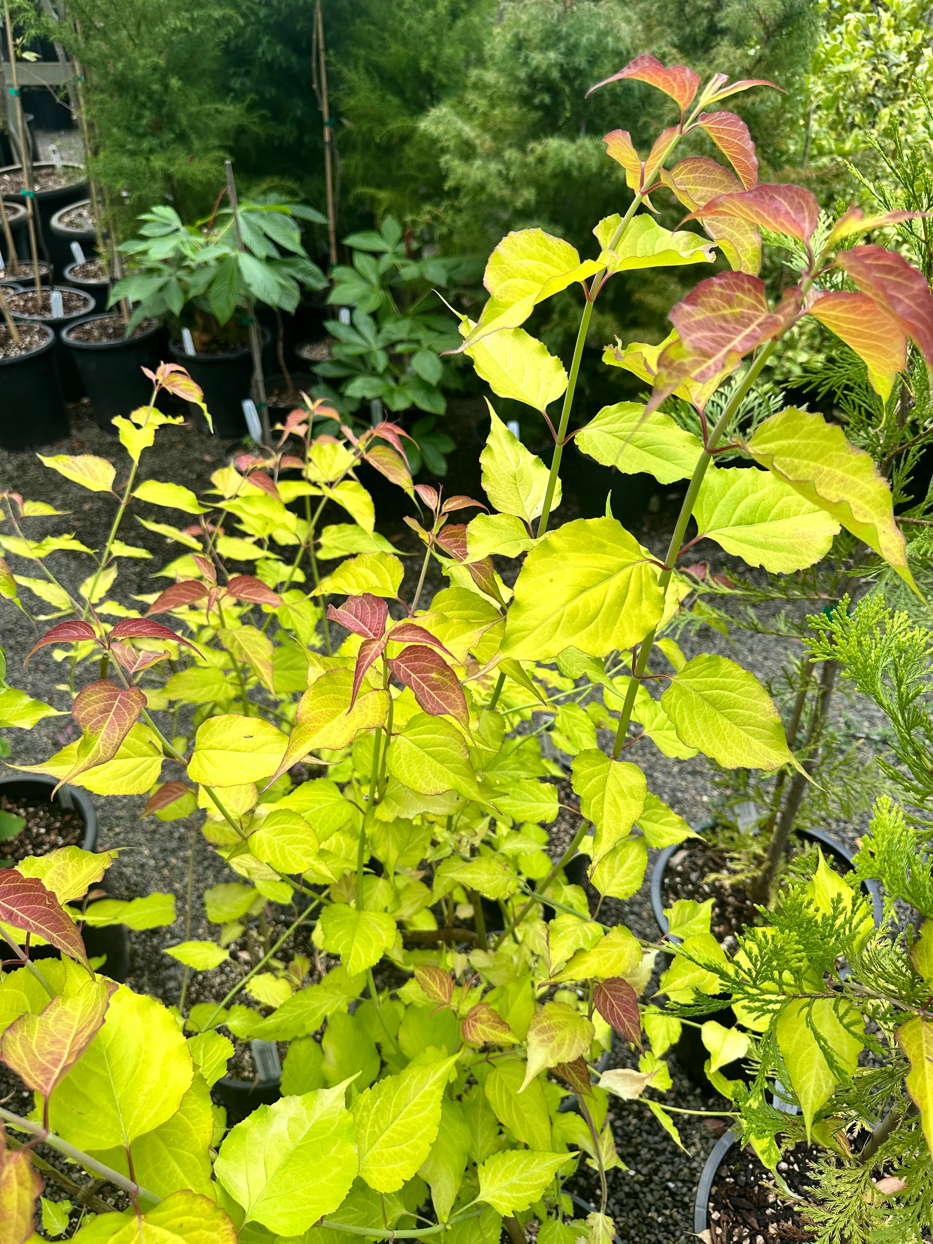 *RETAIL - Leycesteria formosa 'Golden Lanterns' - Image 2