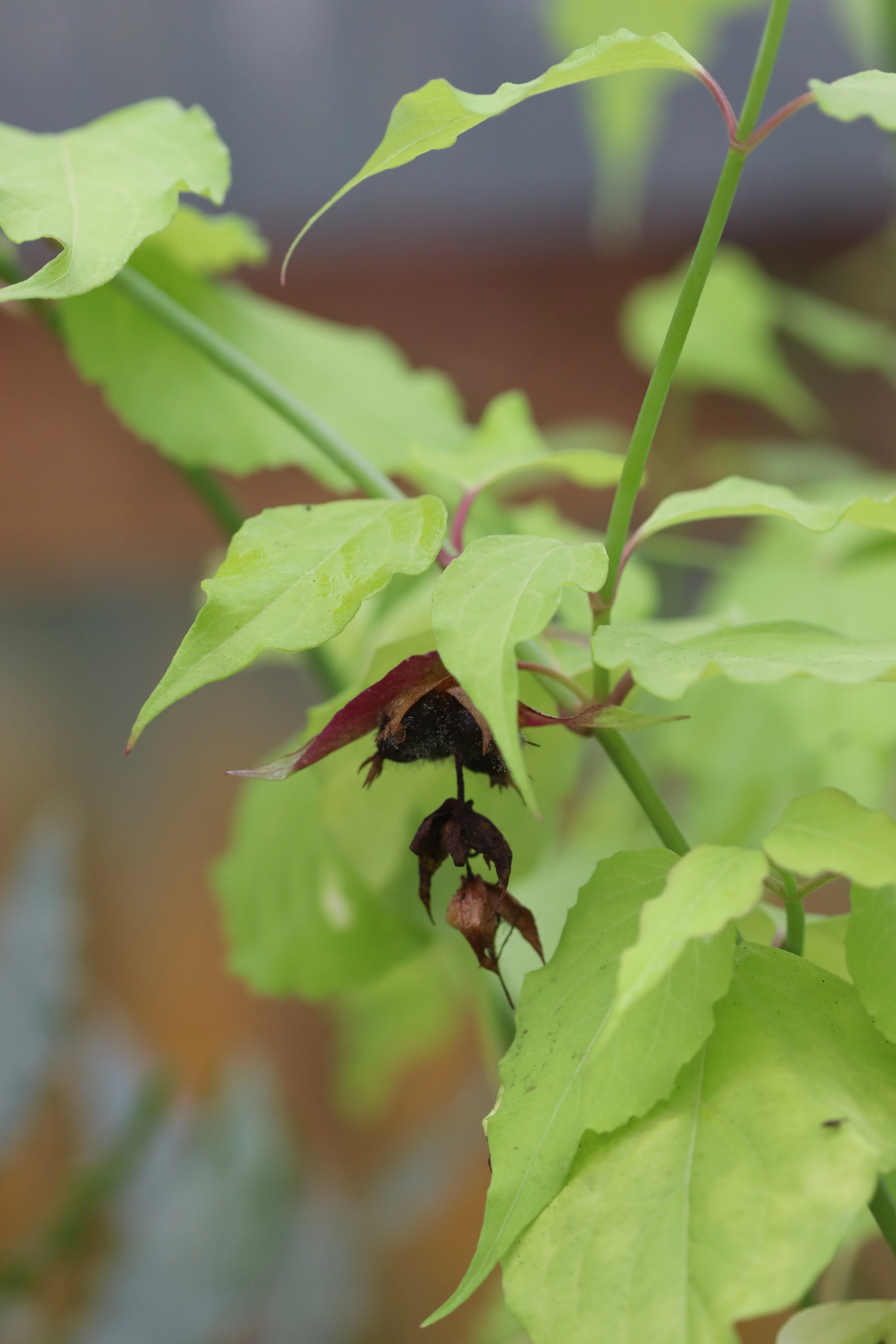 *RETAIL - Leycesteria formosa 'Golden Lanterns' - Image 3